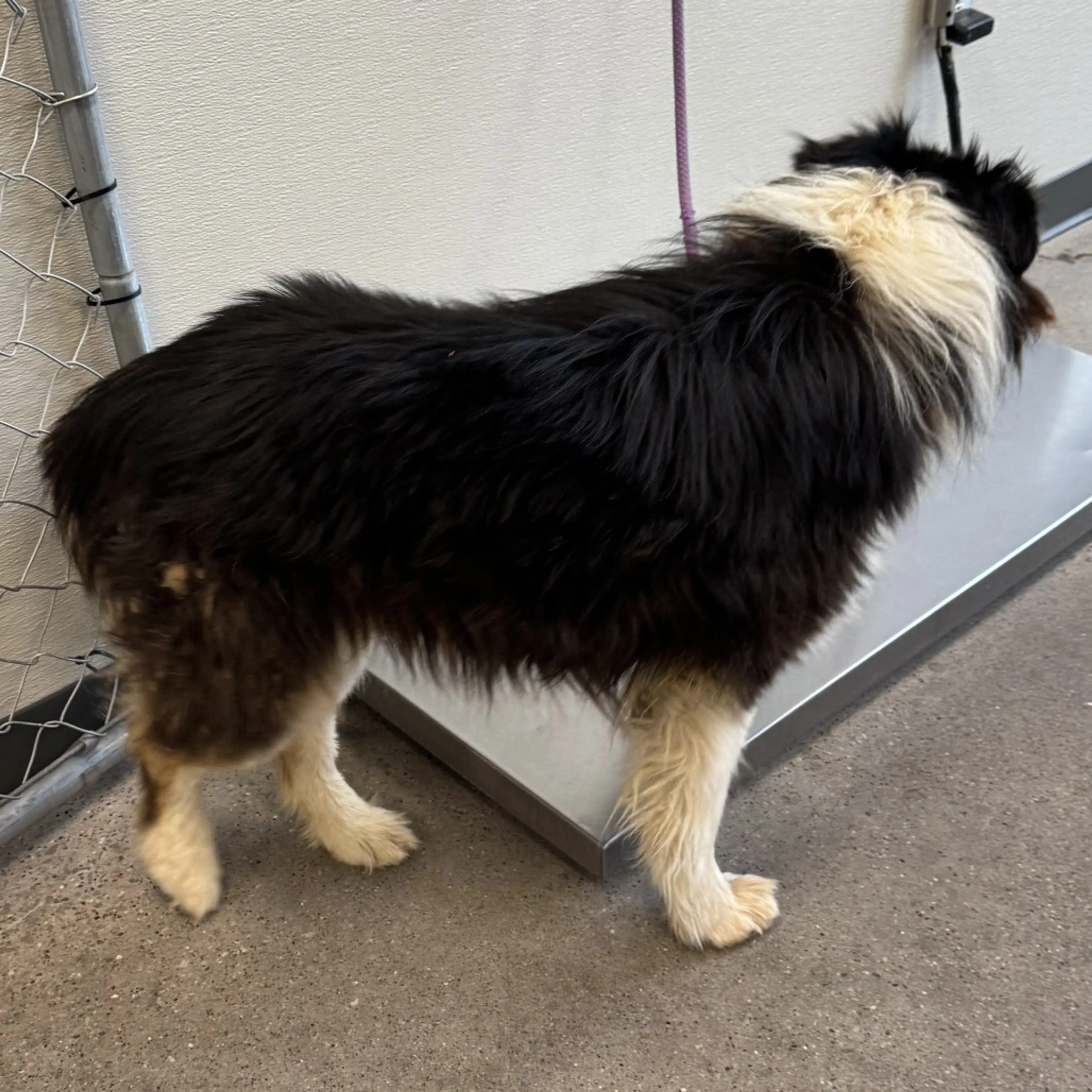 Found pet-1