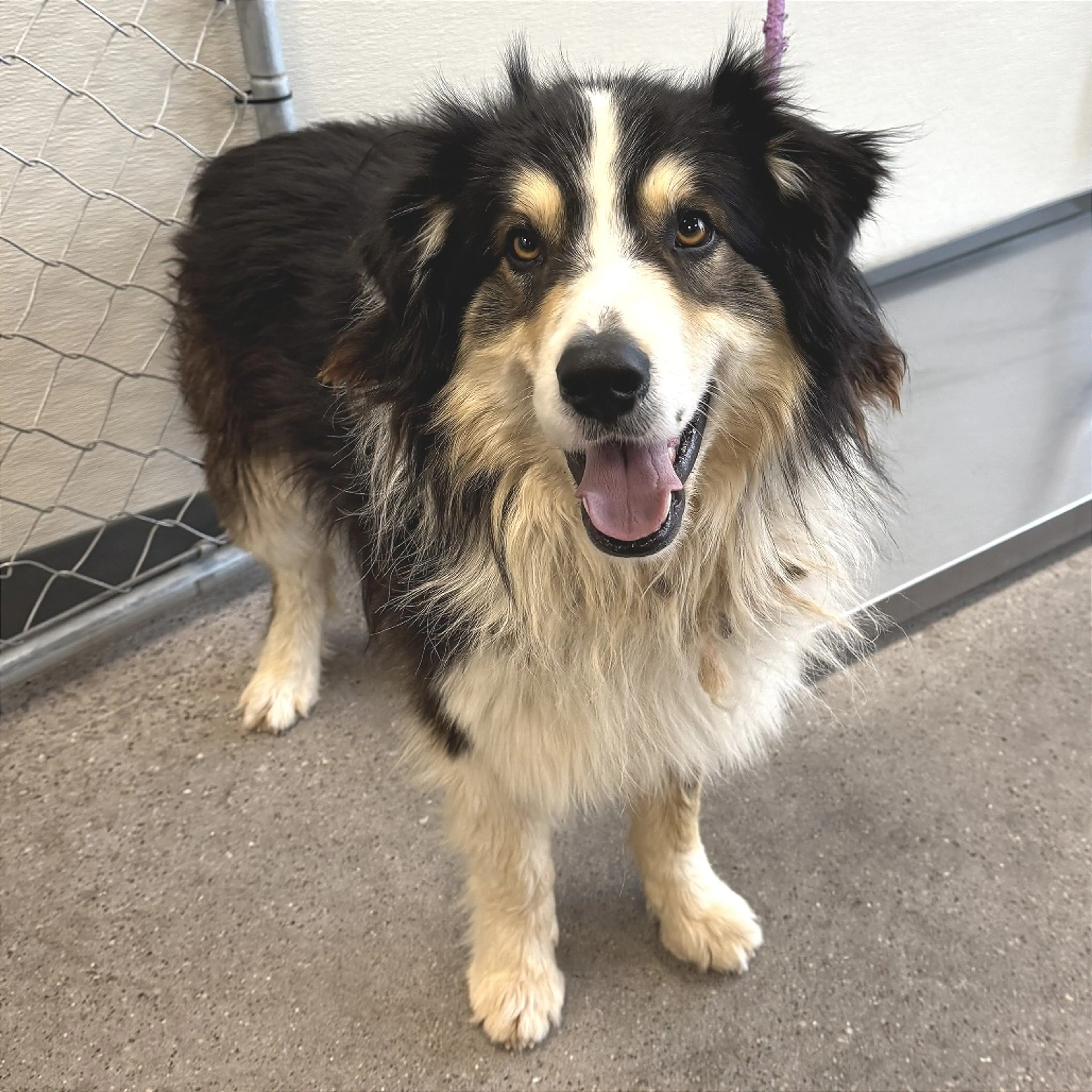 Found pet-3
