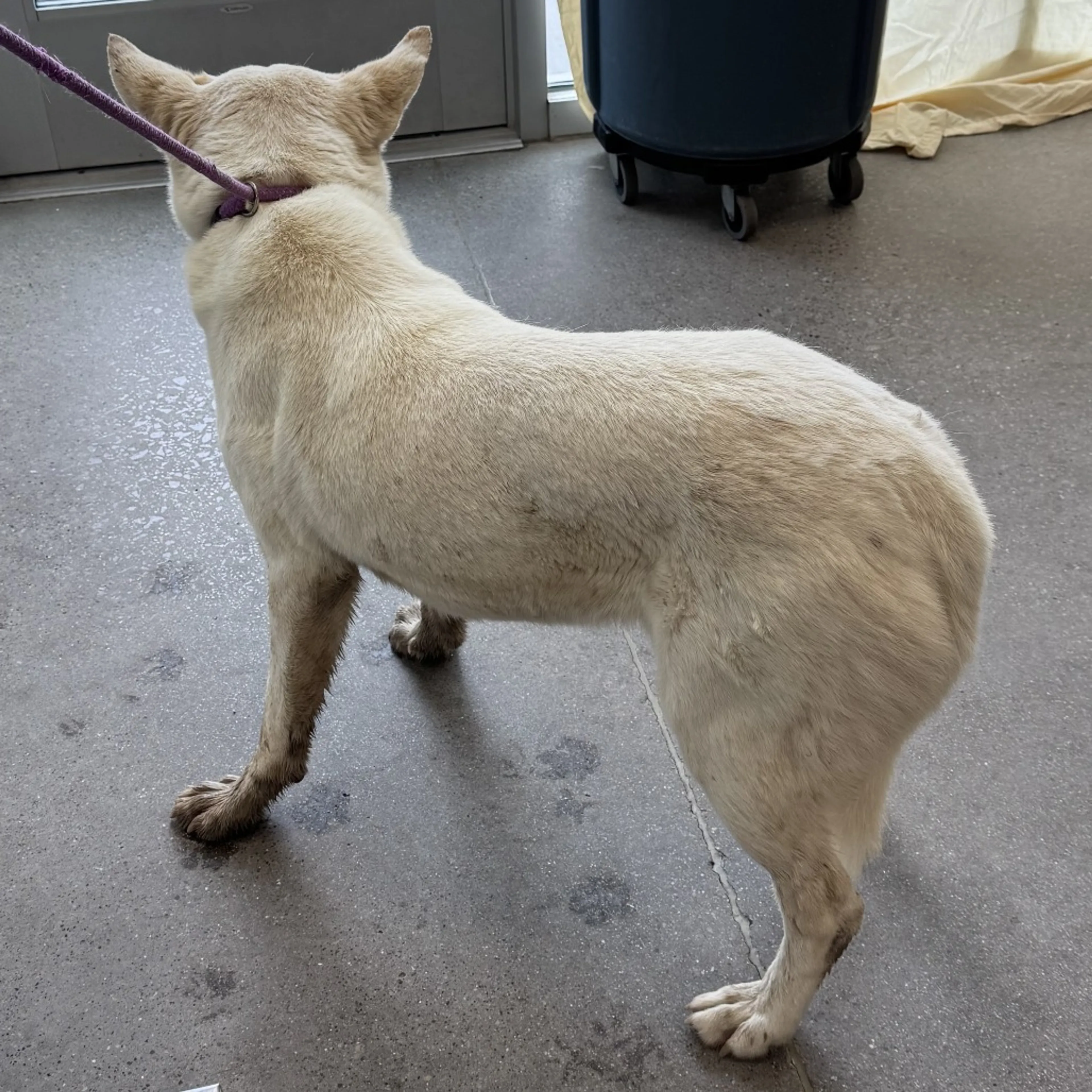 Found pet-2