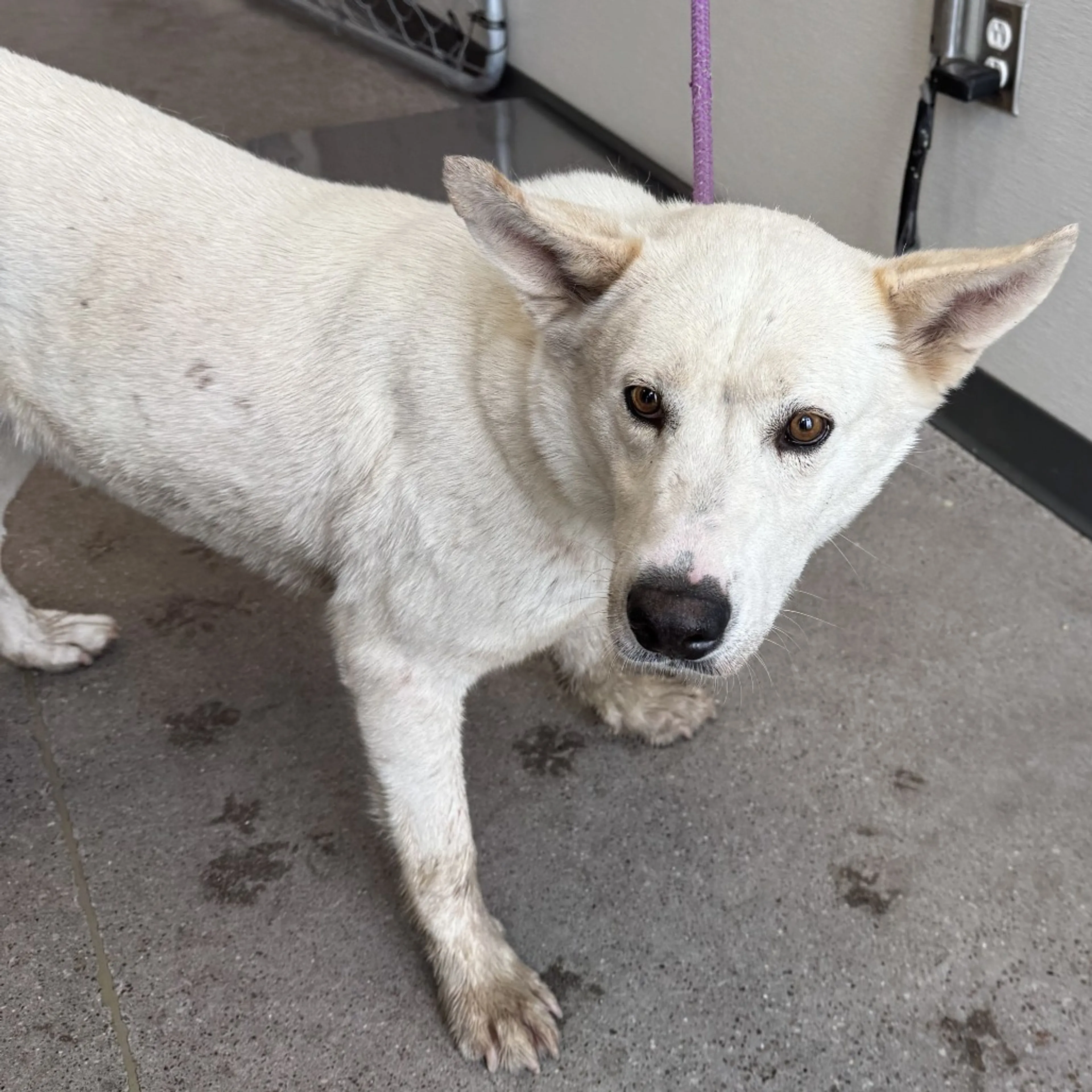 Found pet-1