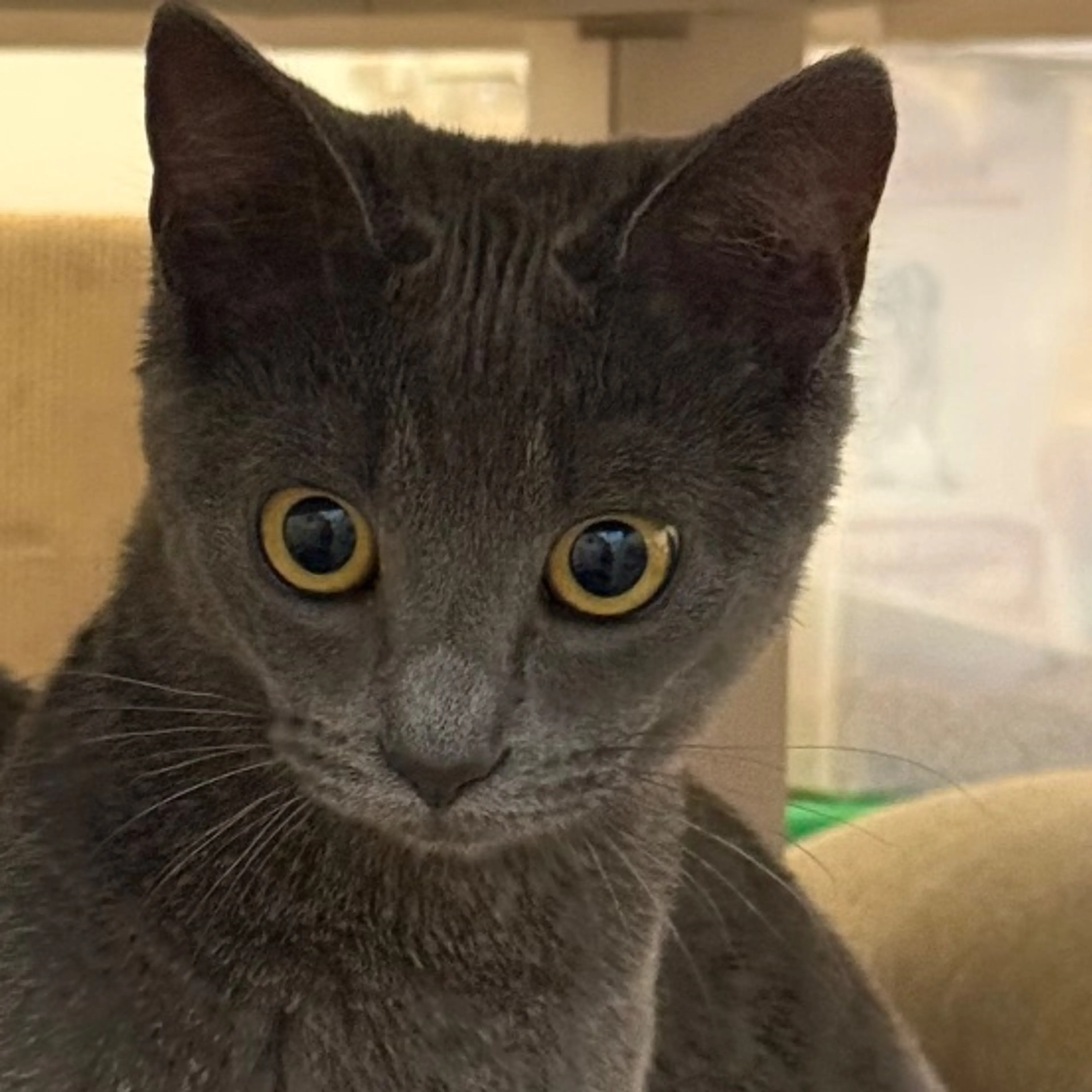 Lost pet