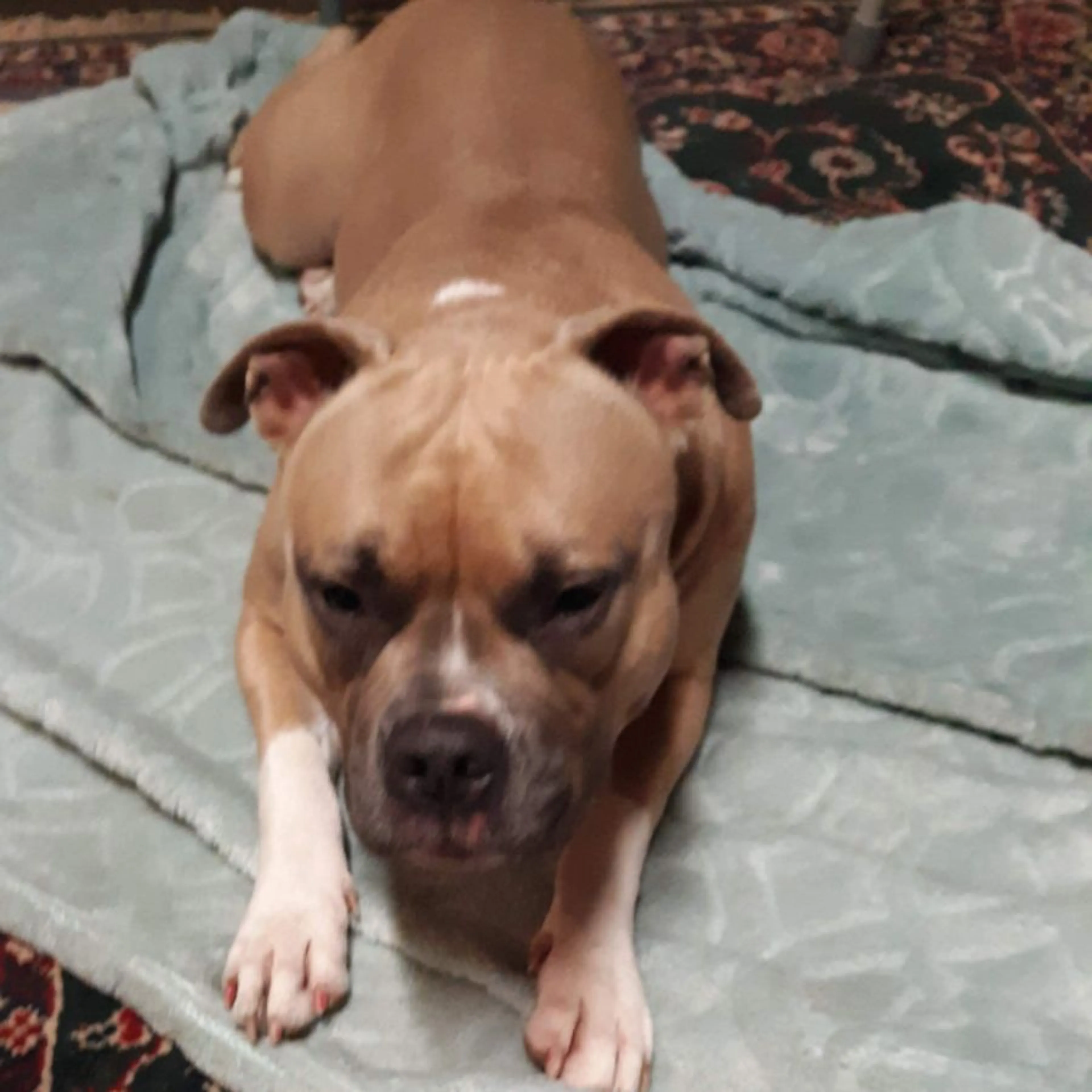 Lost pet-0