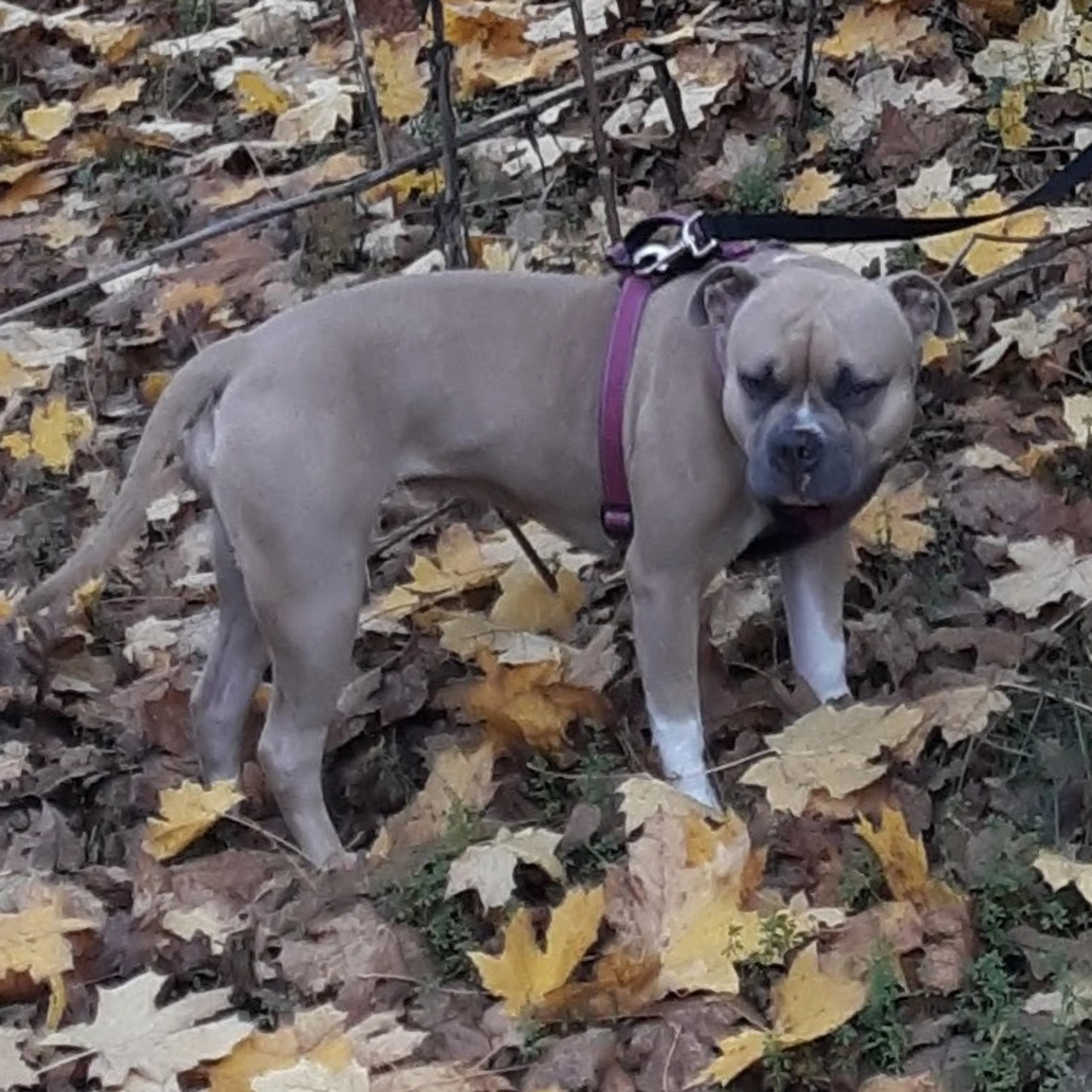 Lost pet-1