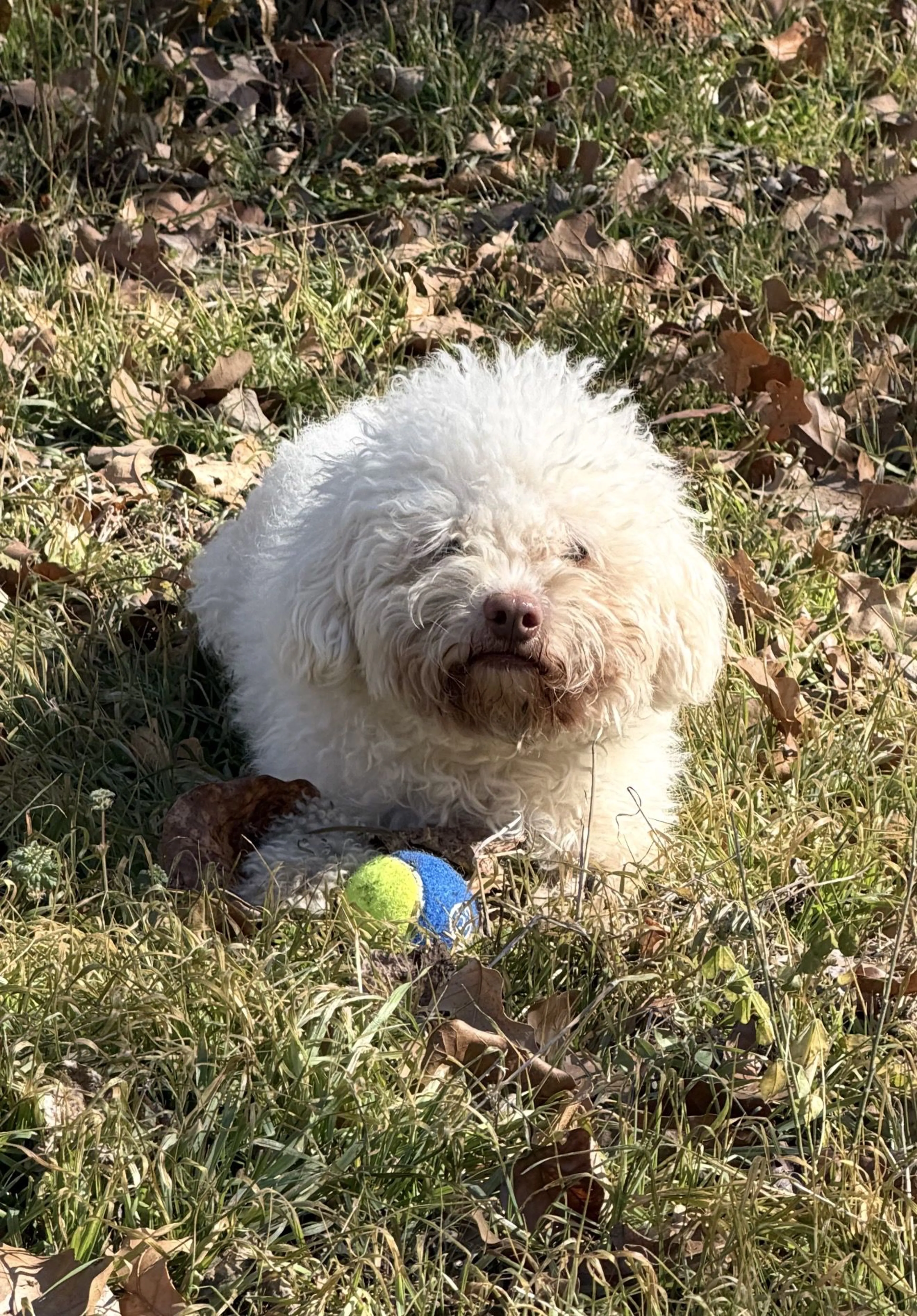 Lost pet-3