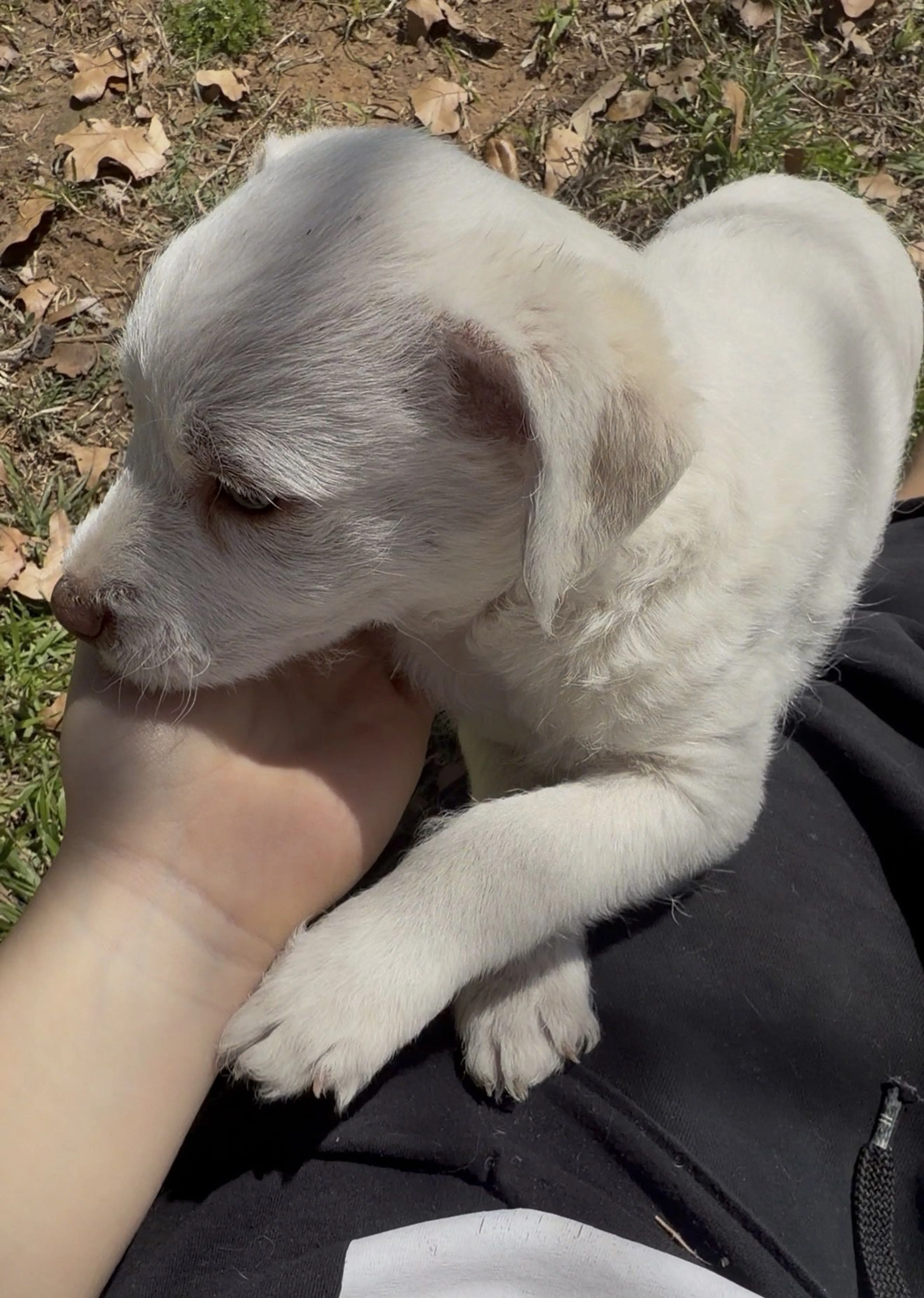 Lost pet-1