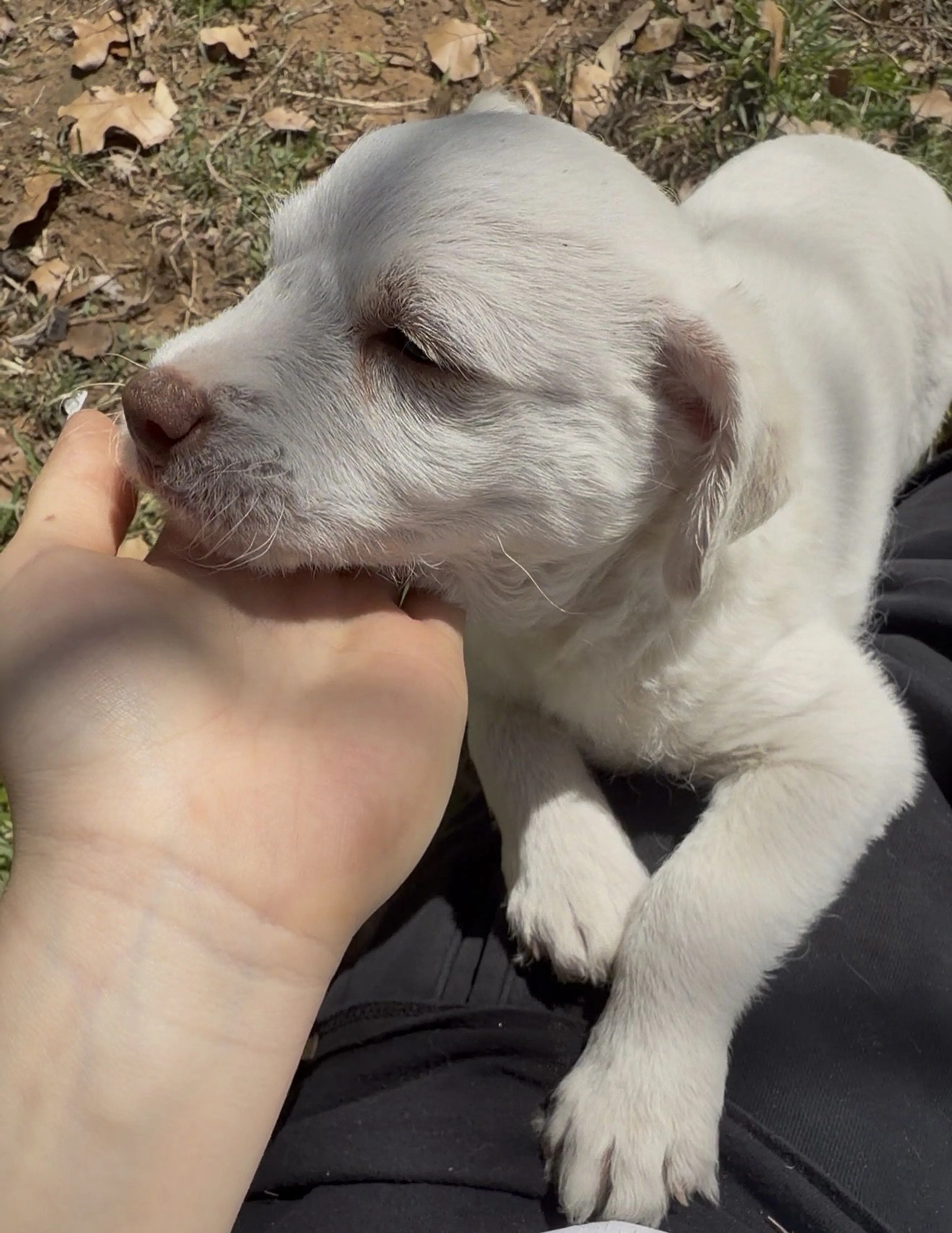 Lost pet-0