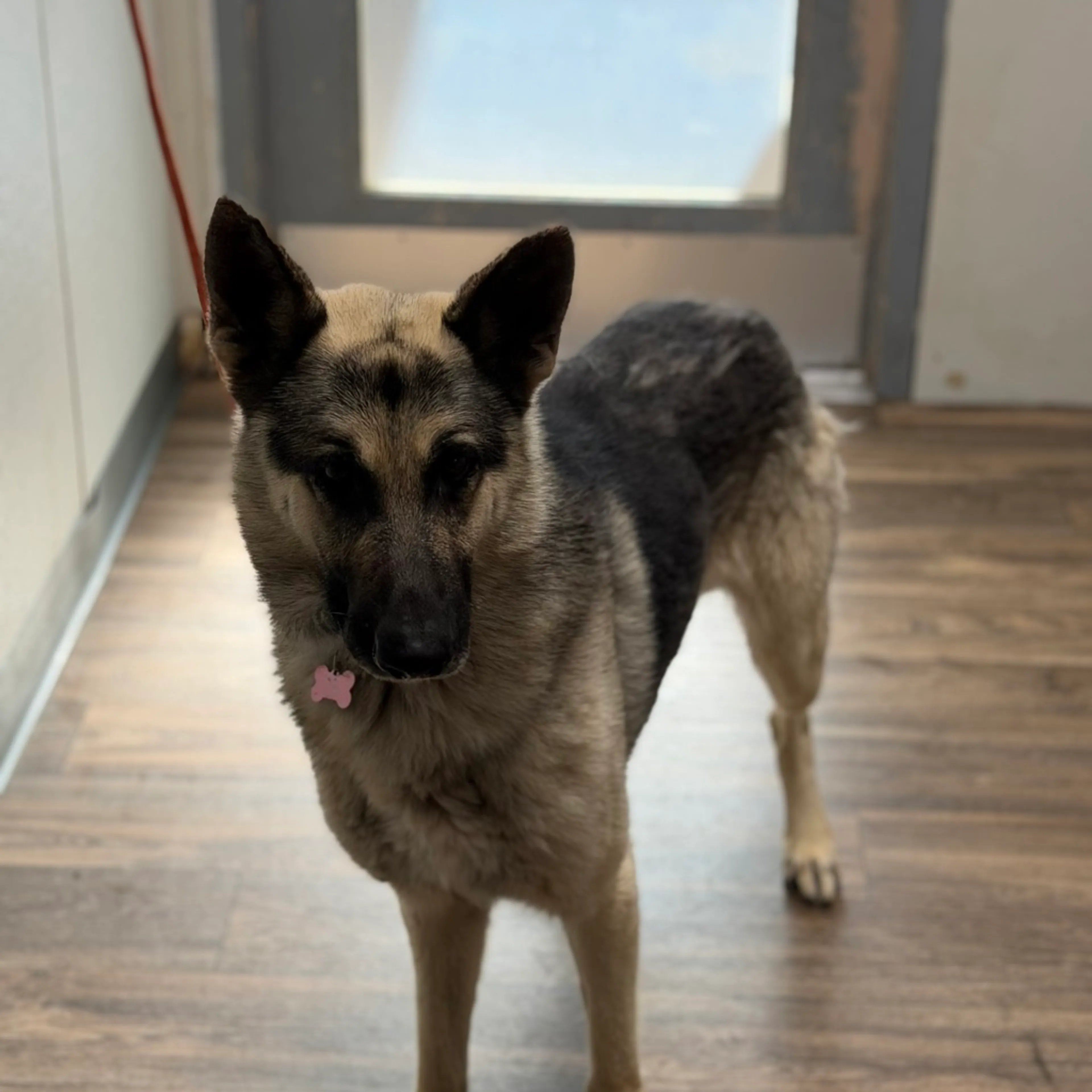 Found pet-1