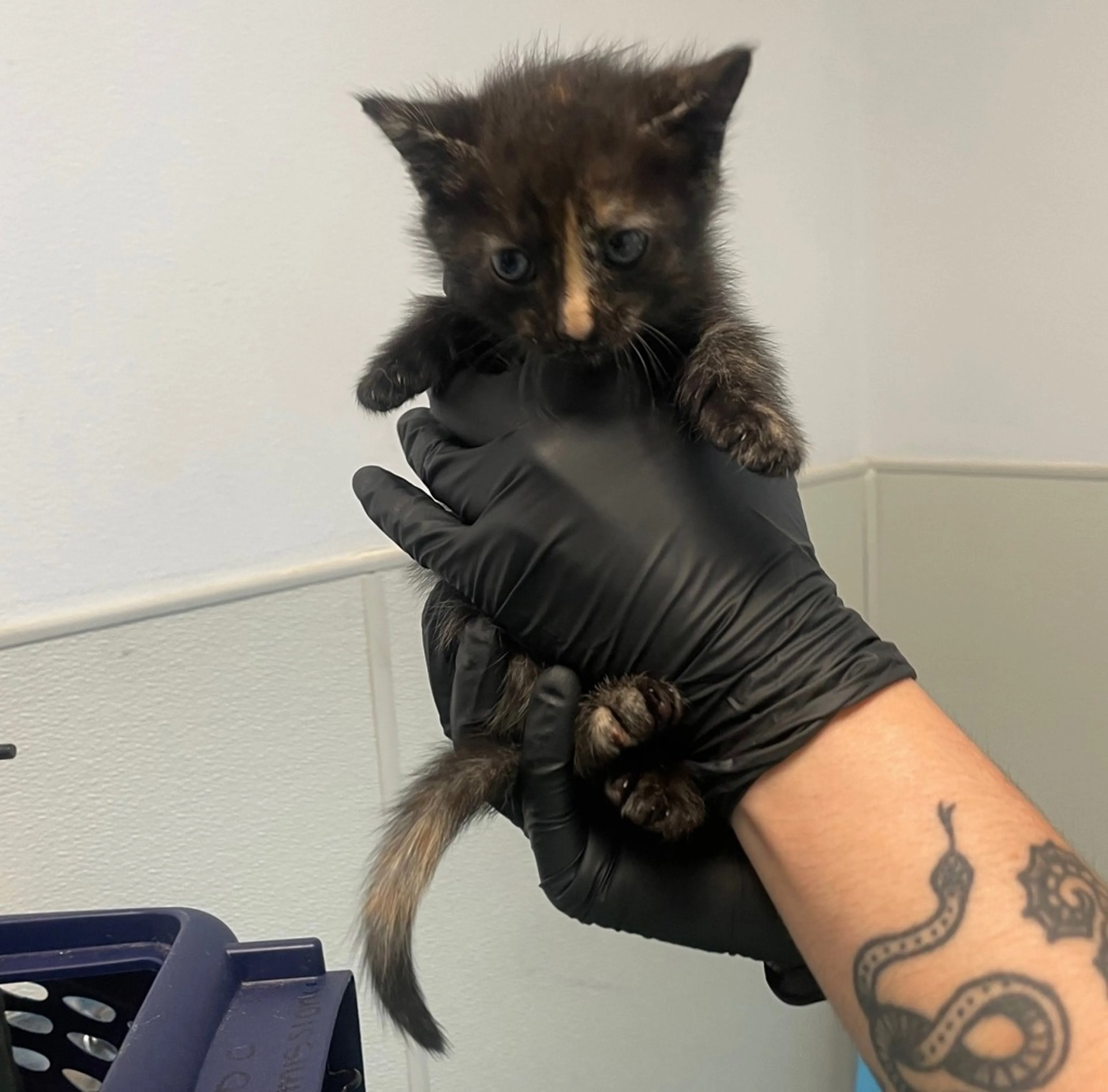 Found pet