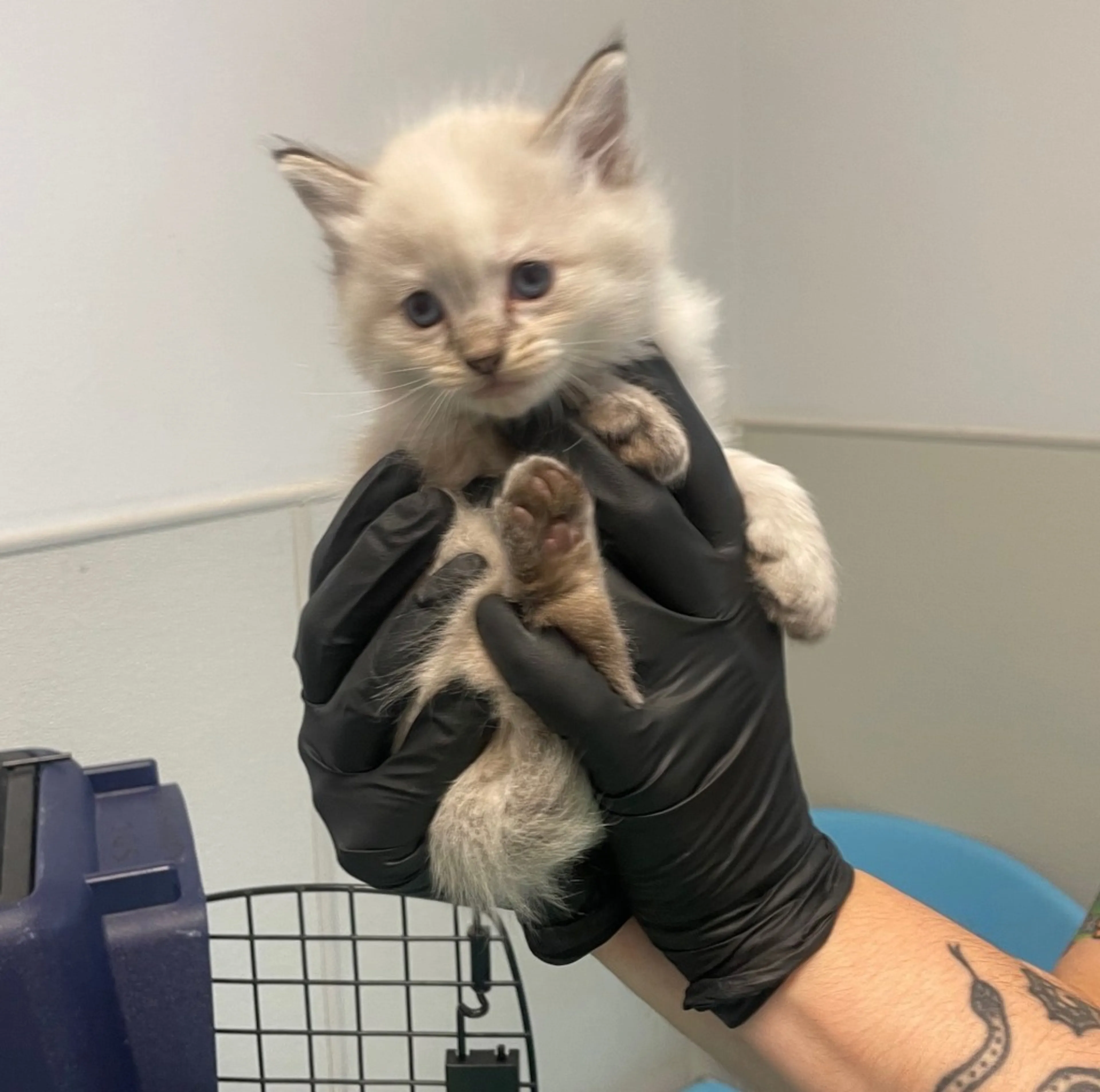 Found pet