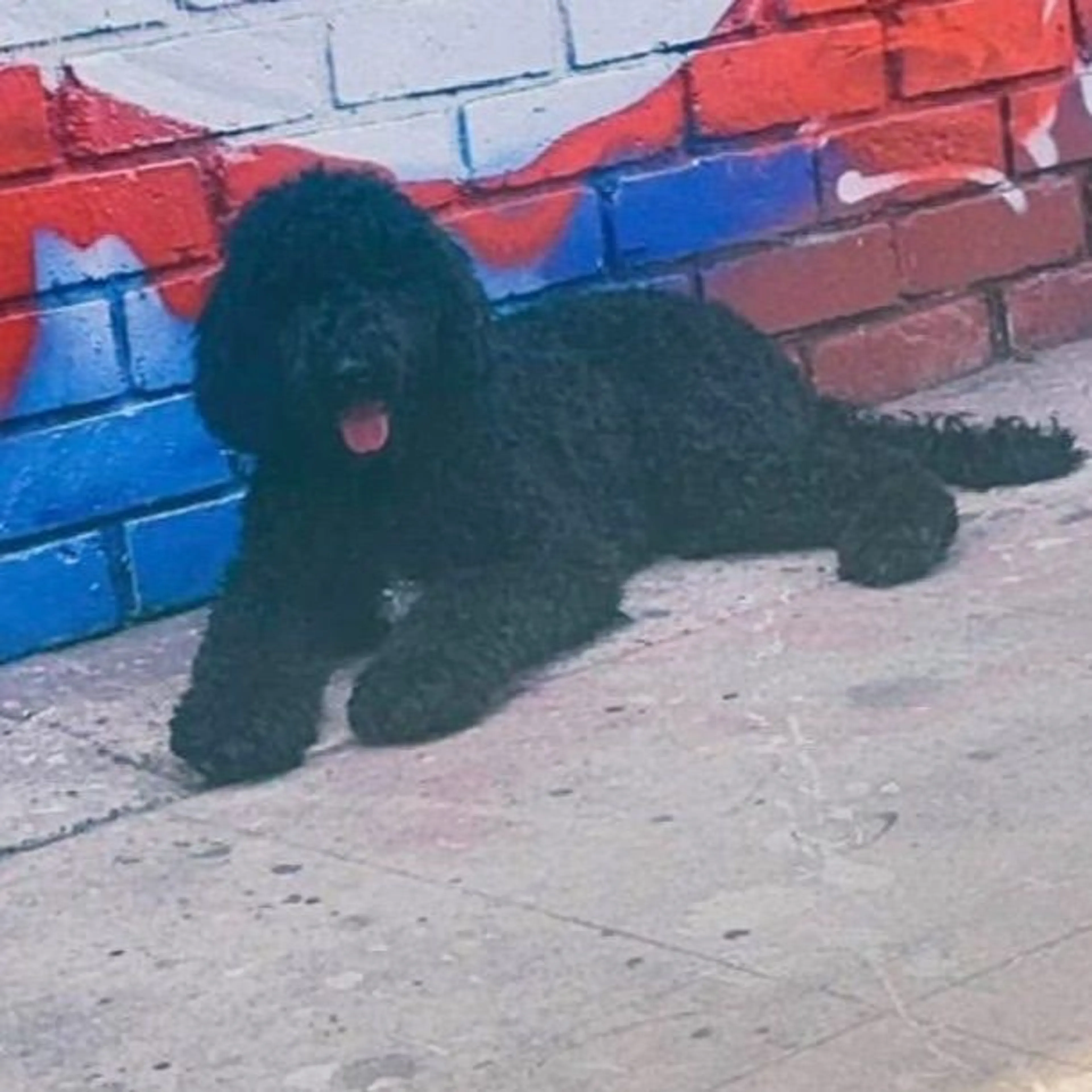 Lost pet