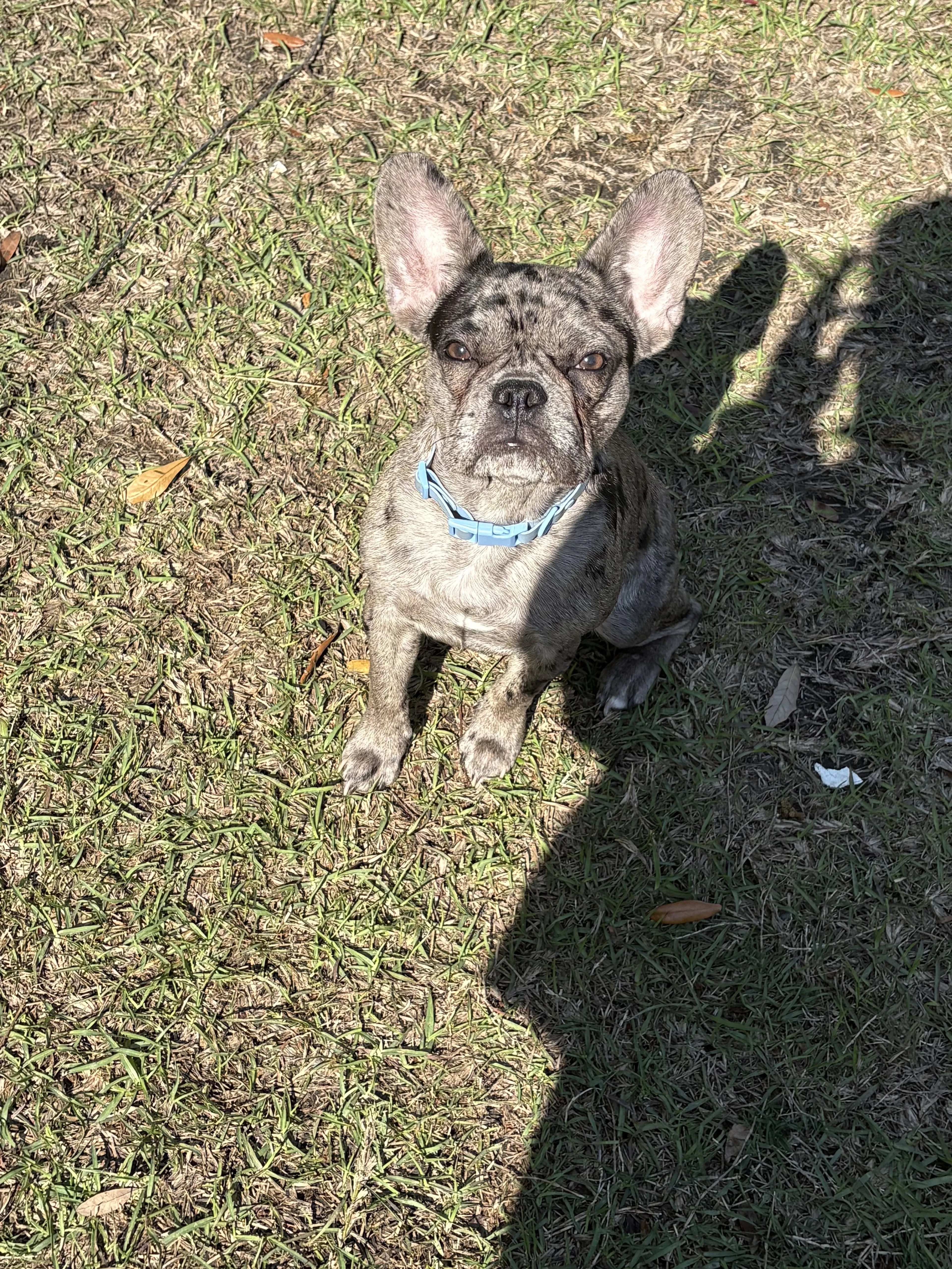 Lost pet-0