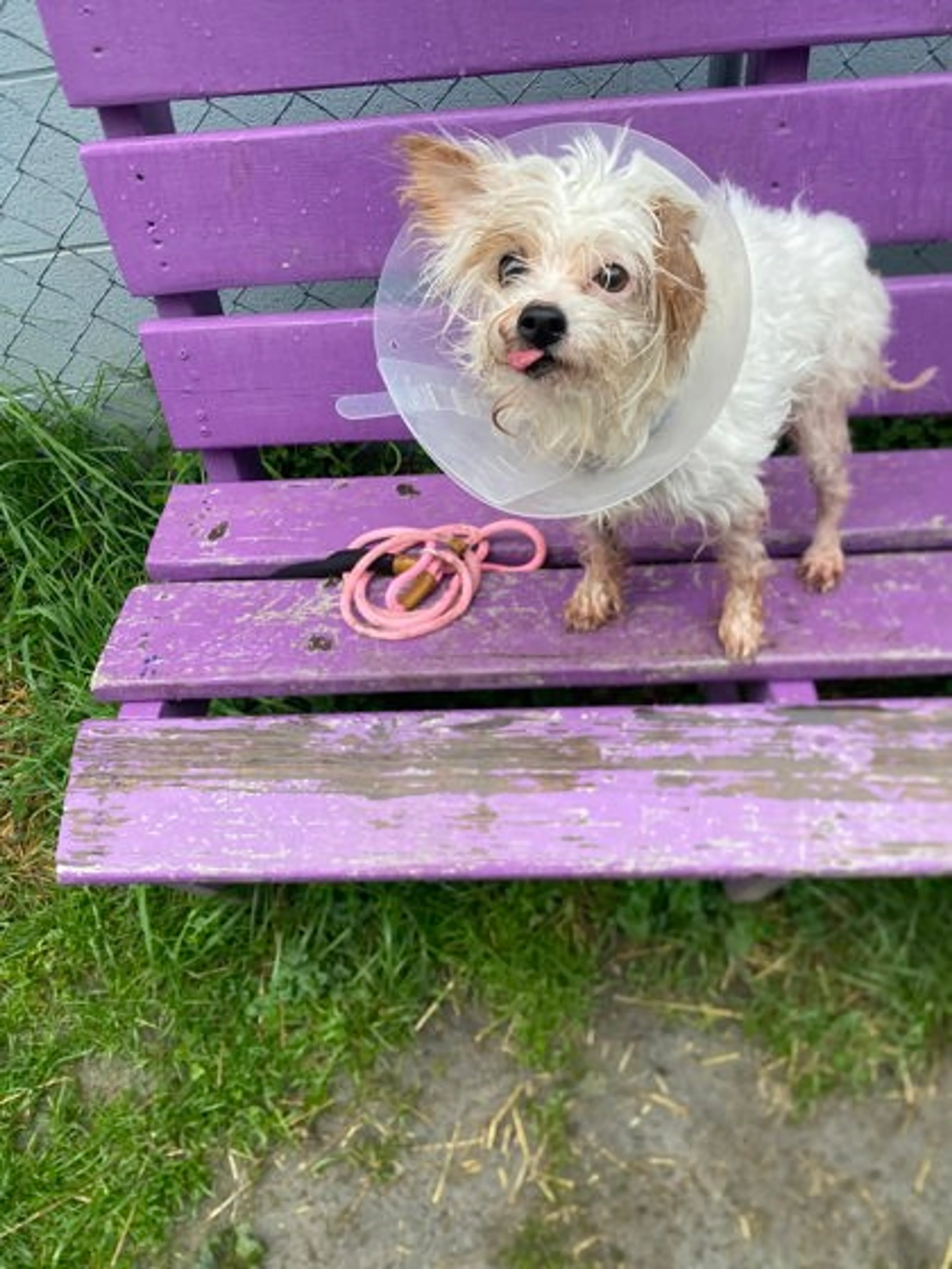 Found pet-1