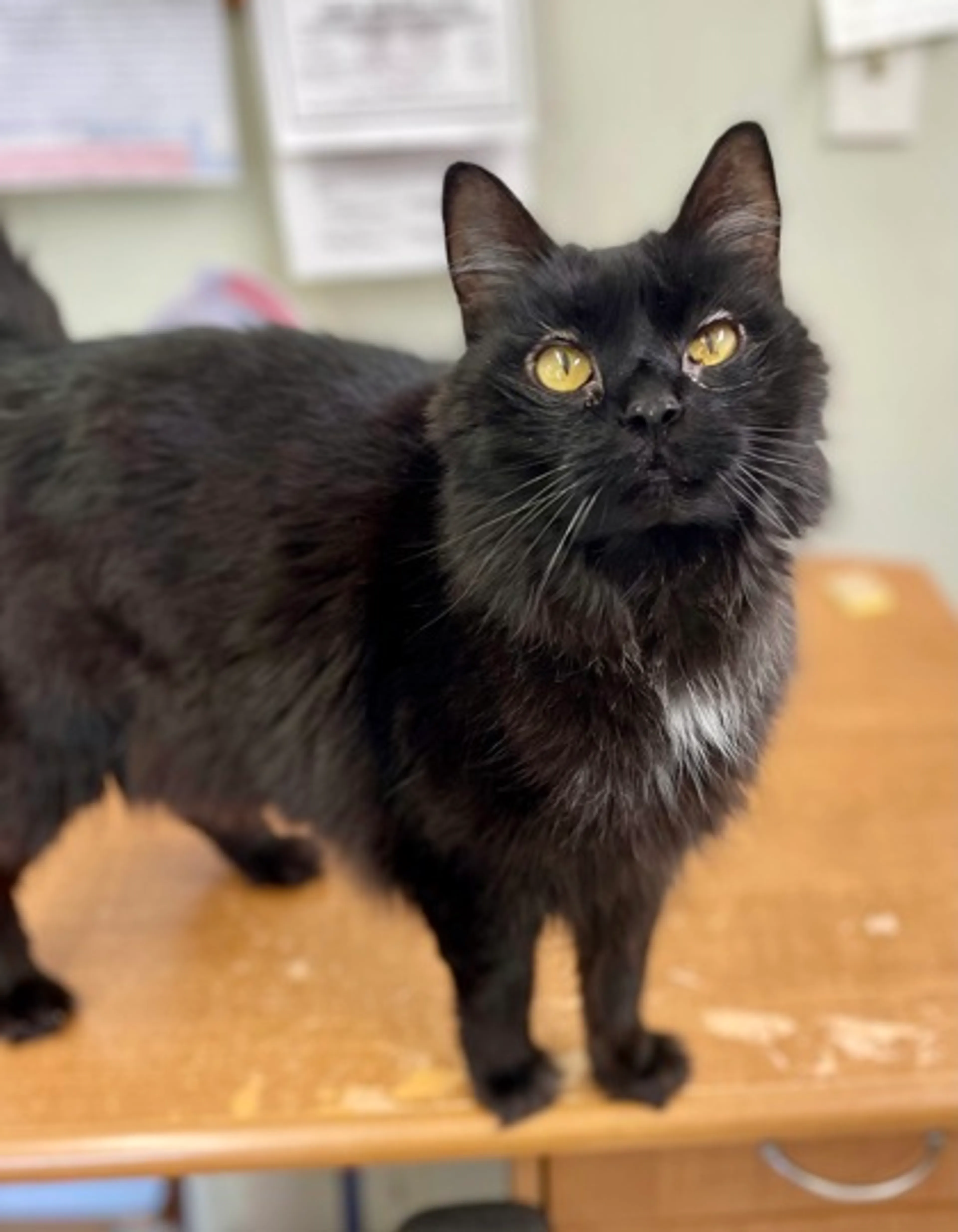 Found pet-2