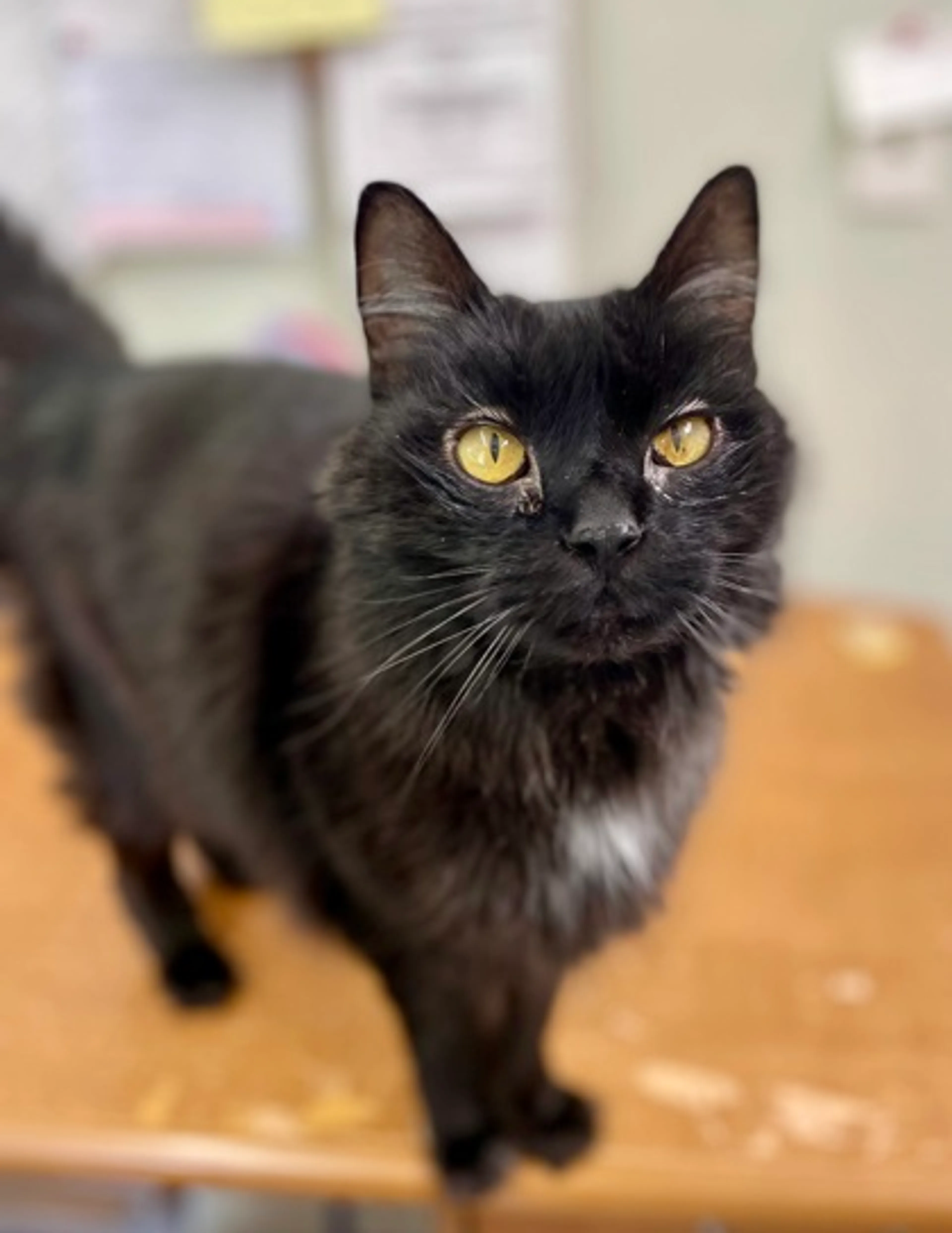 Found pet-1