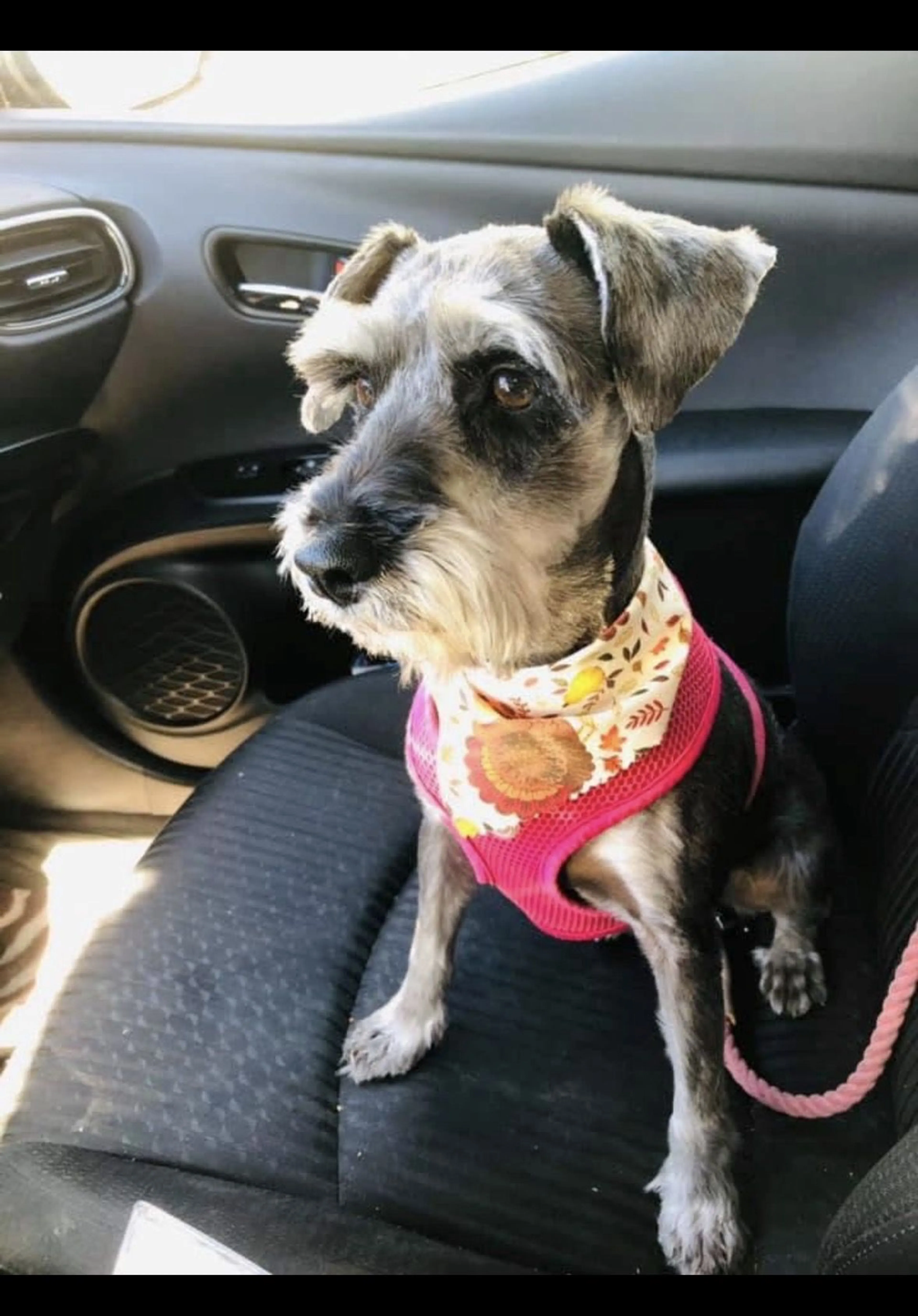 Lost pet