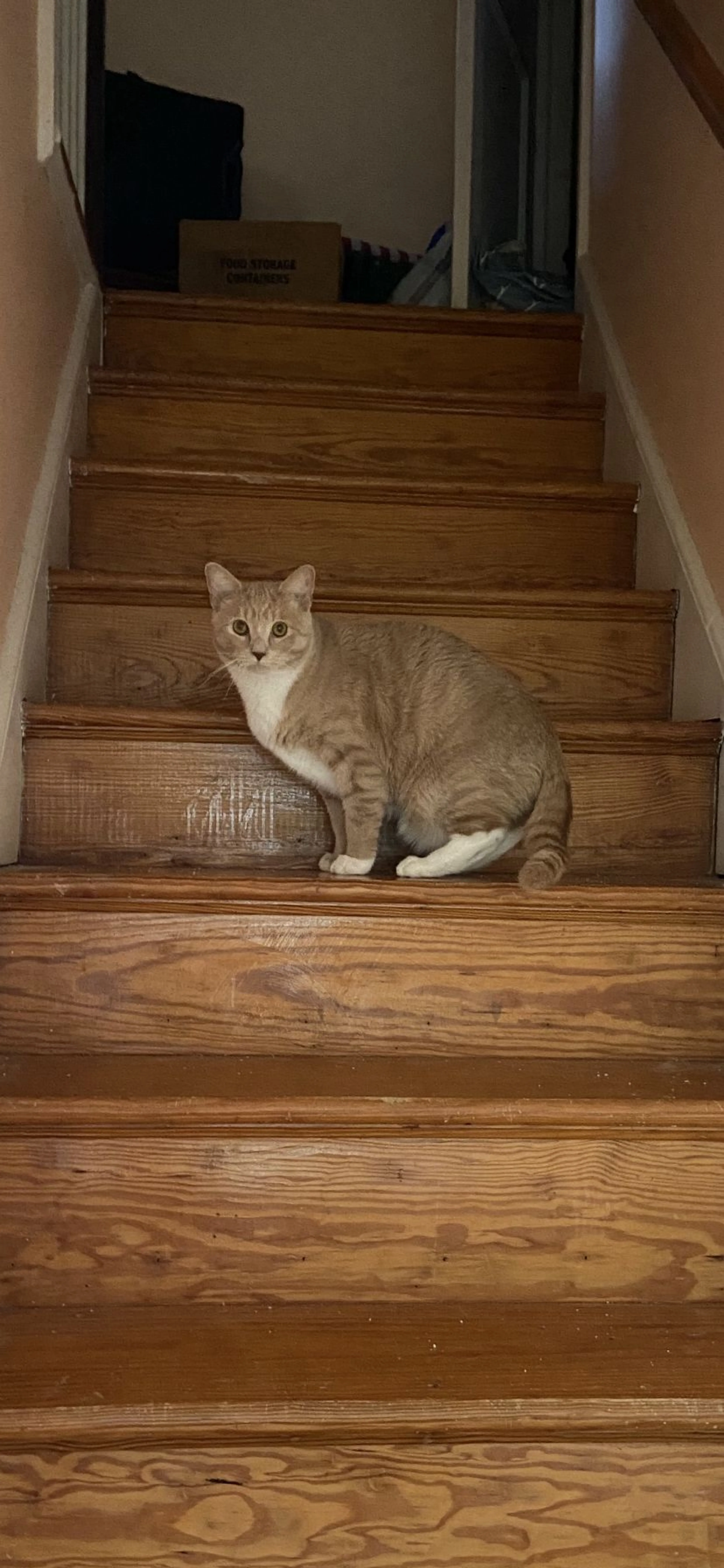 Lost pet