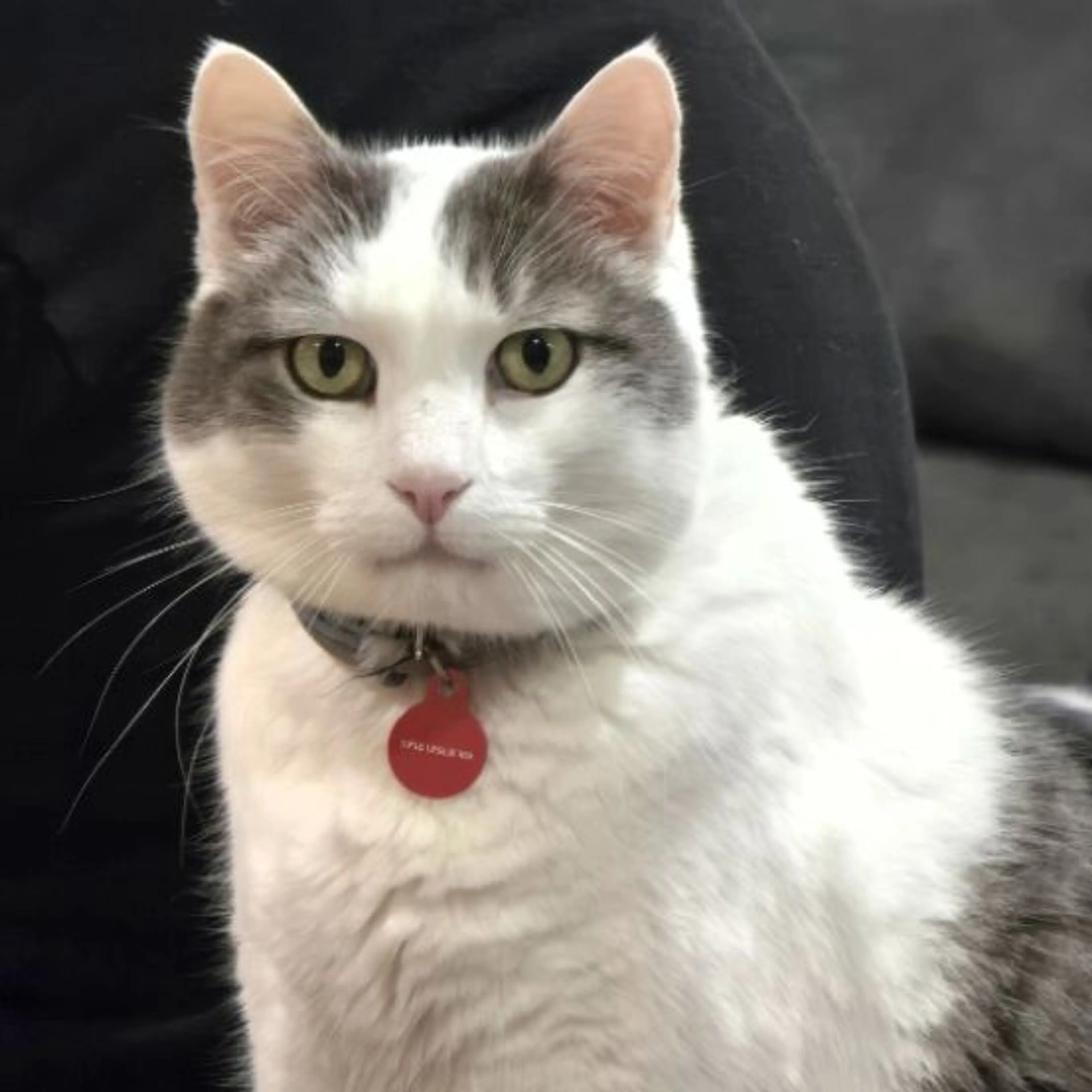 Lost pet