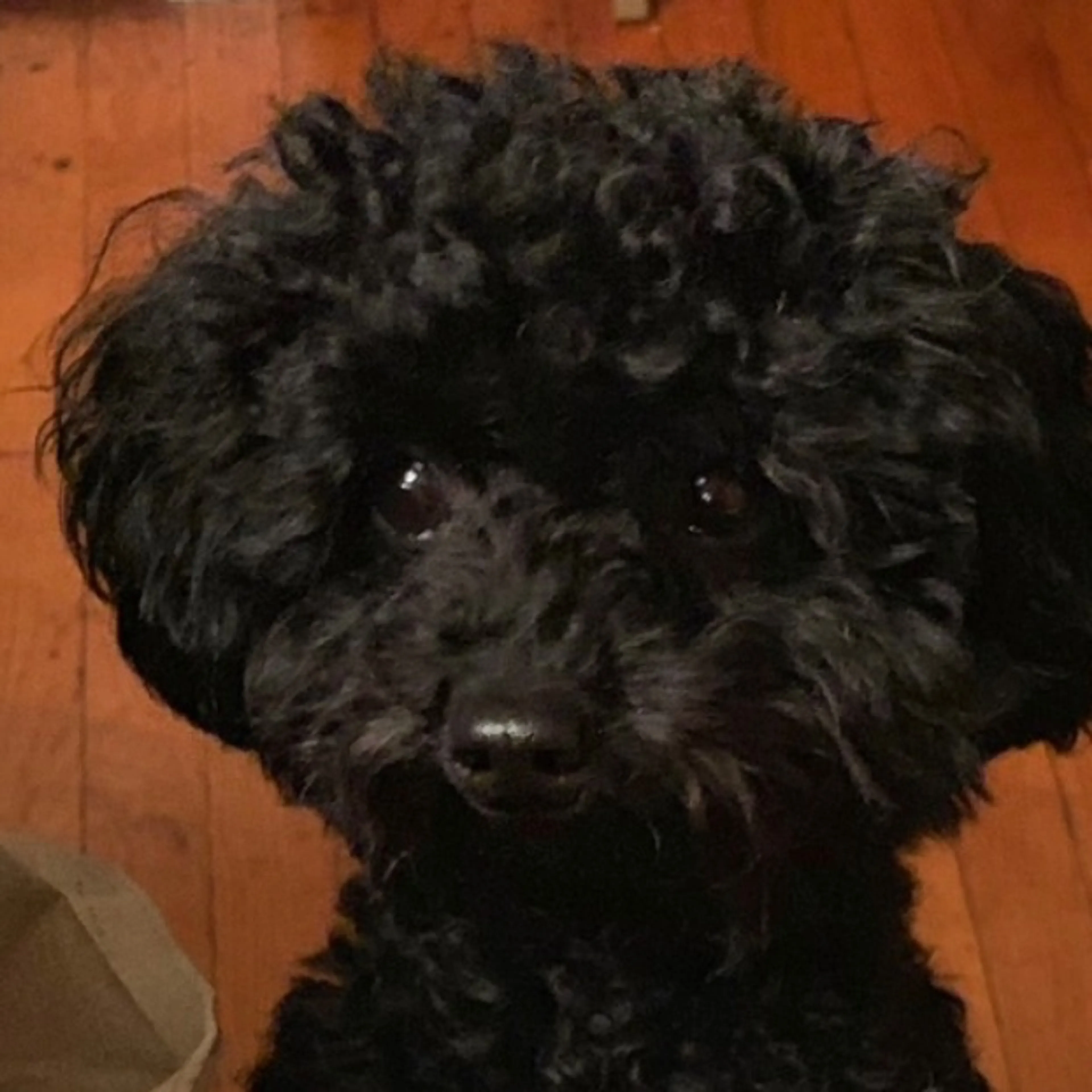 Lost pet-0