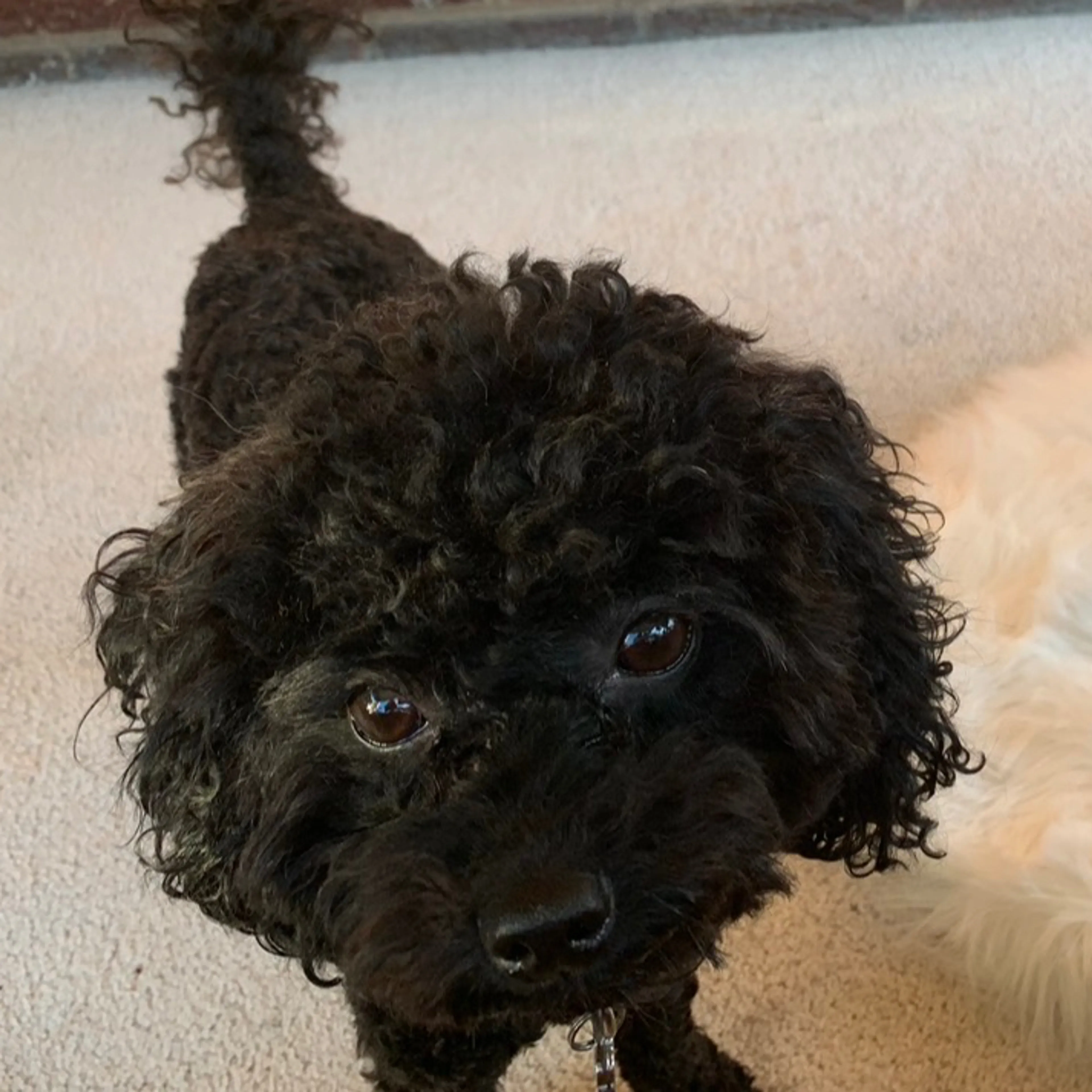 Lost pet-2