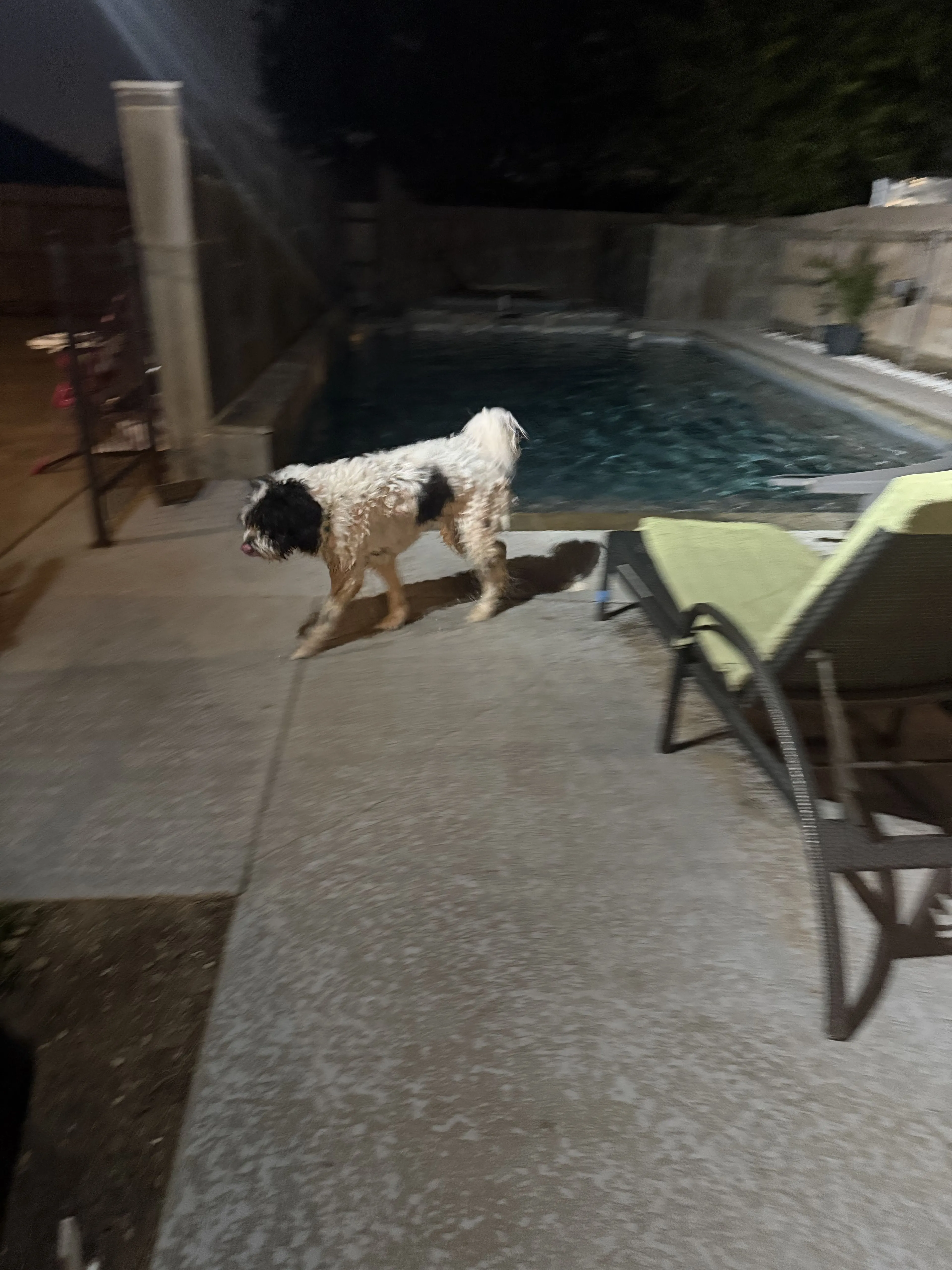 Lost pet