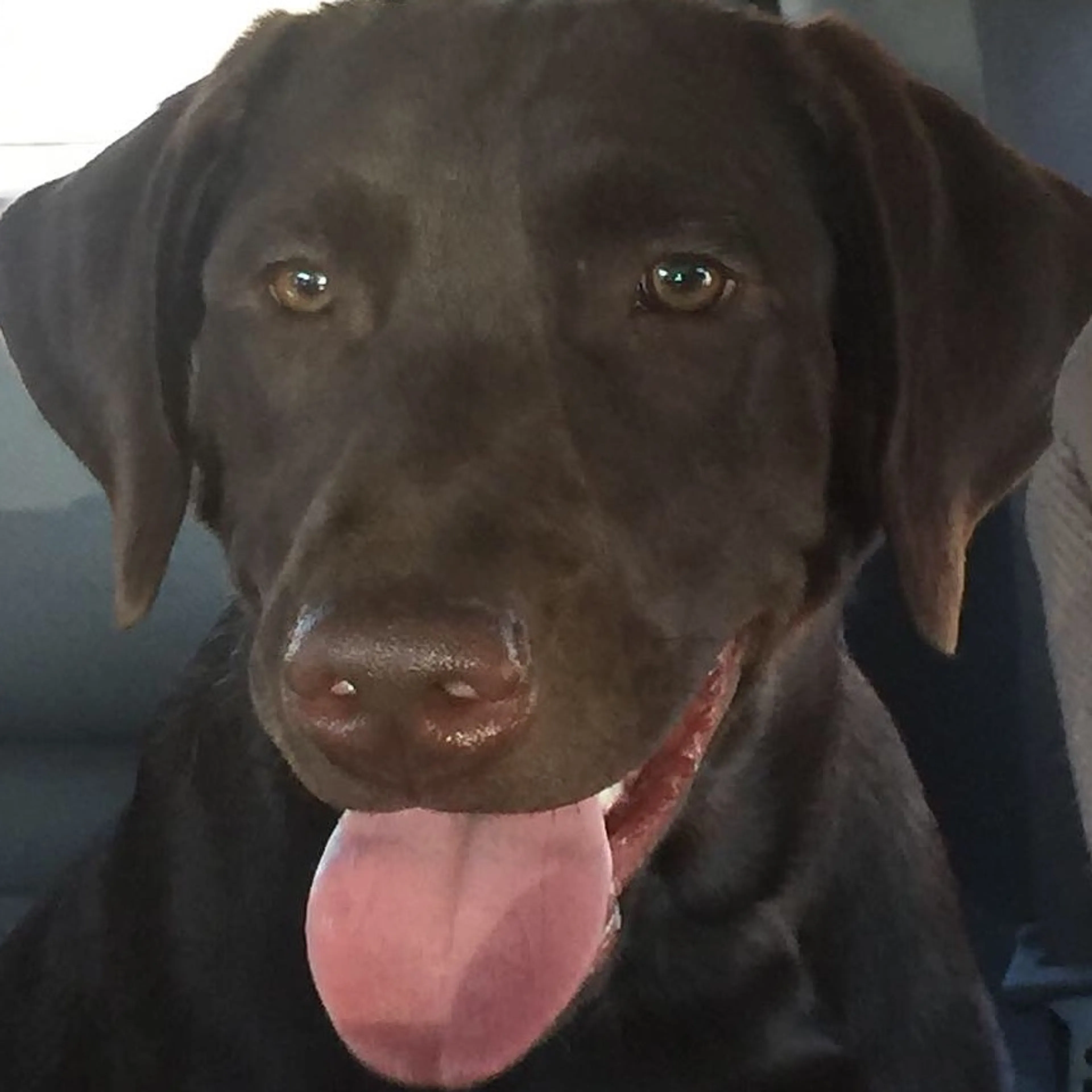 Lost pet