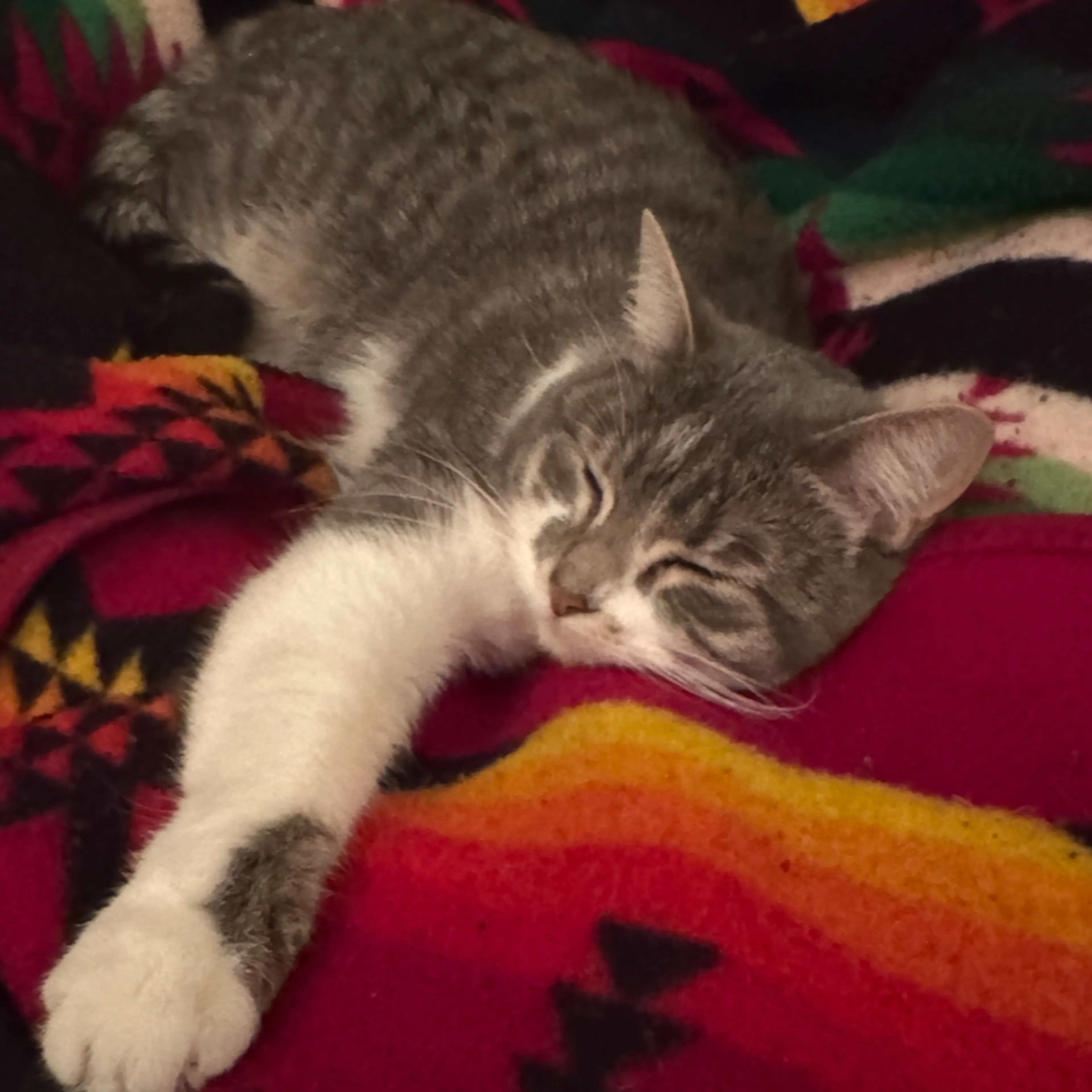 Lost pet-3