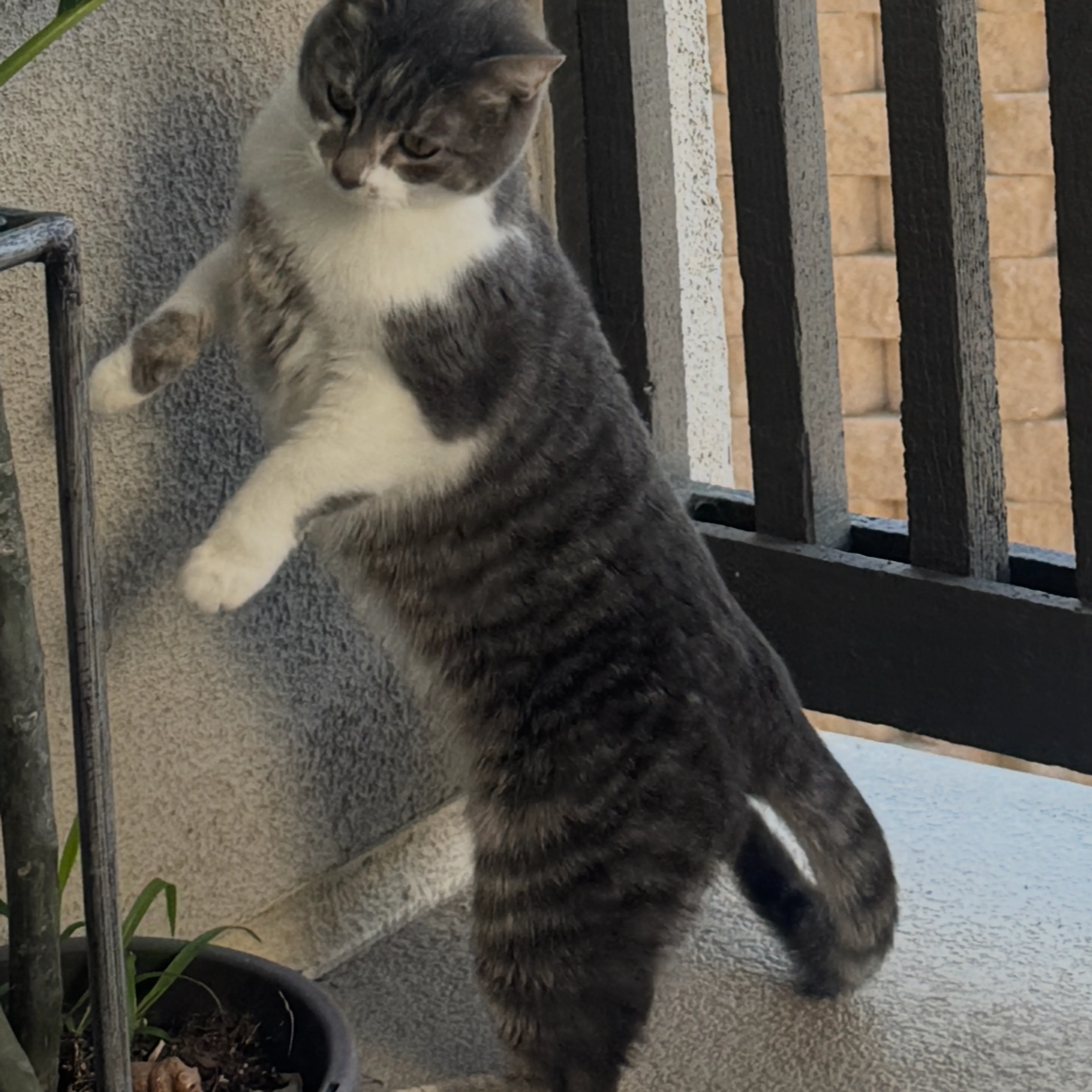 Lost pet-1