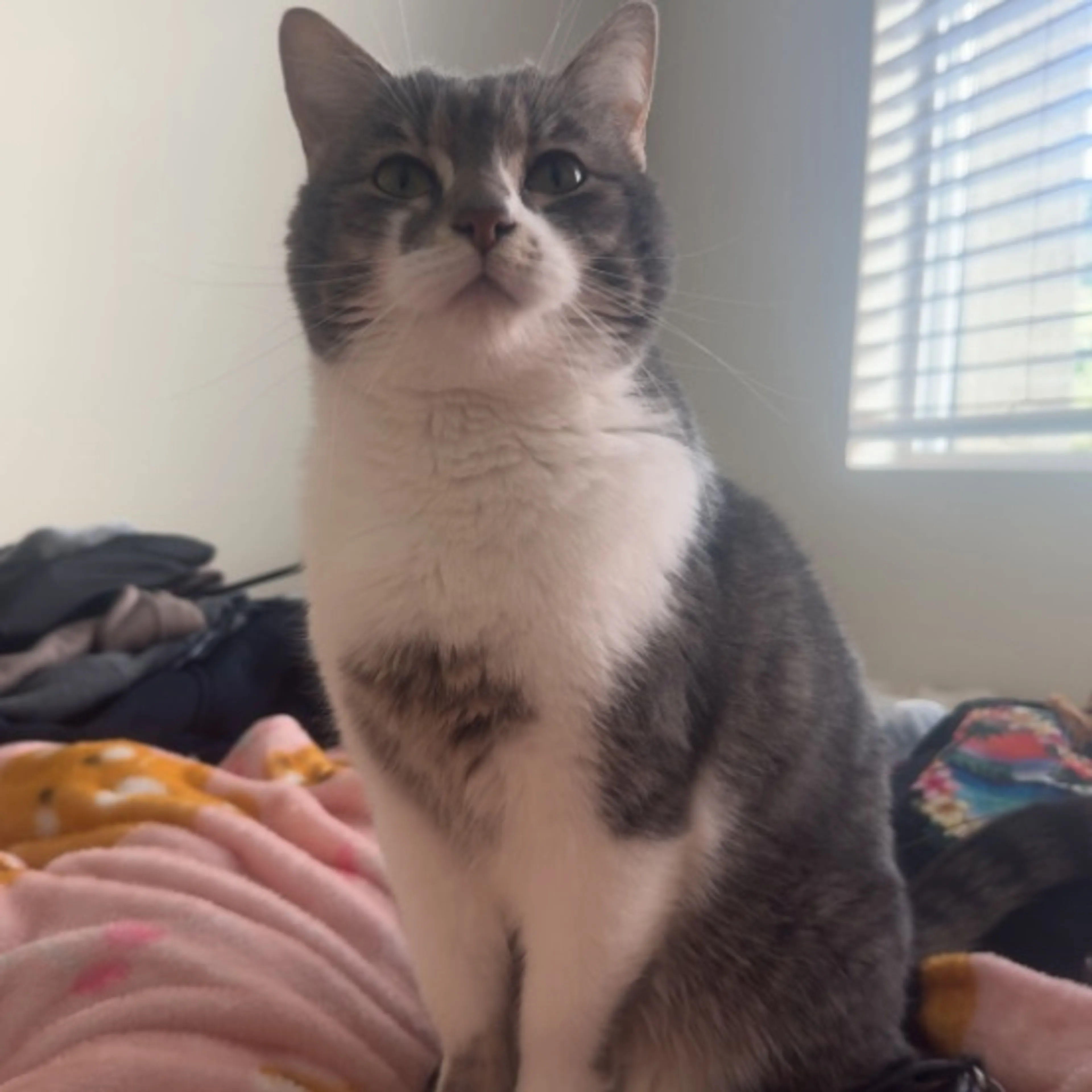 Lost pet-0
