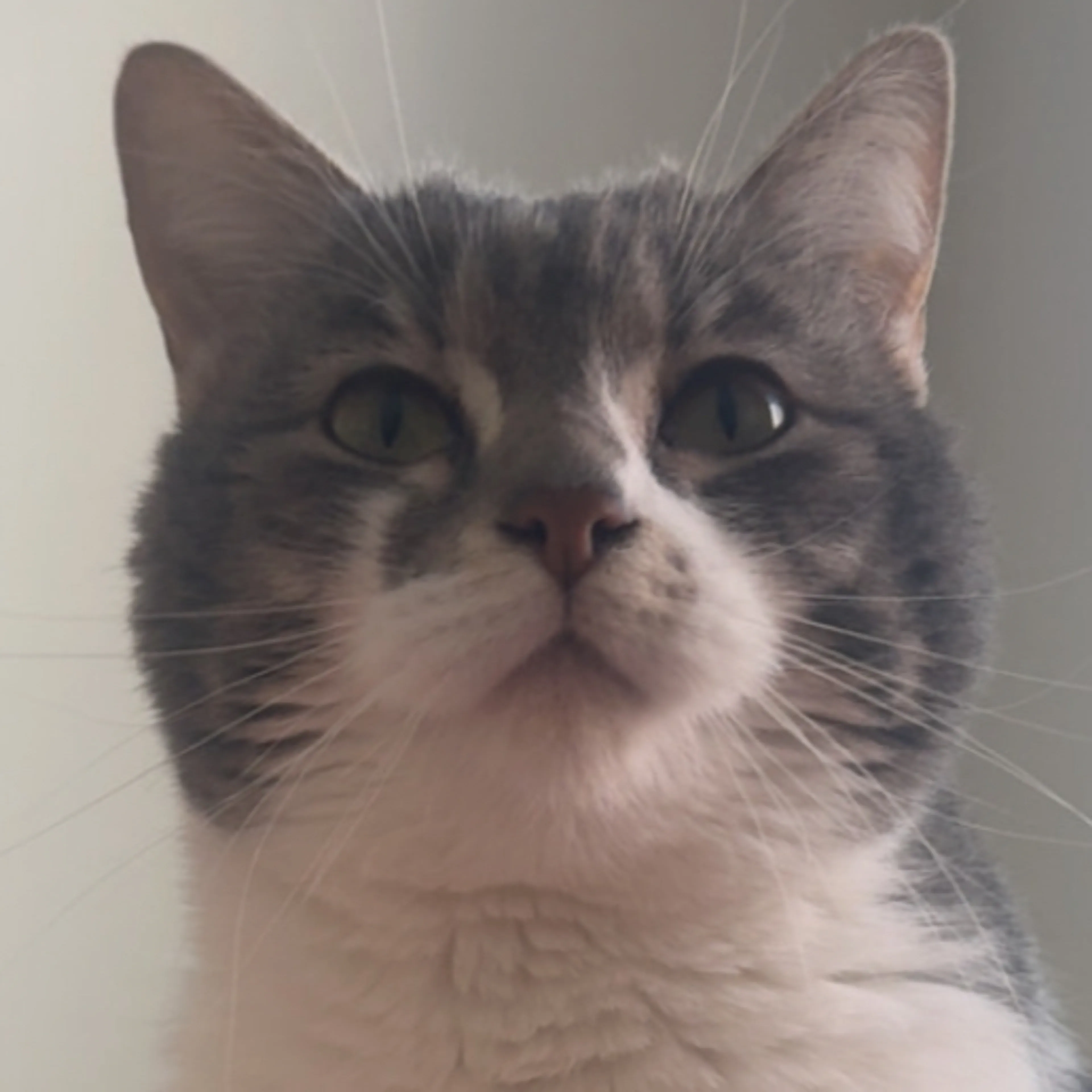 Lost pet-2