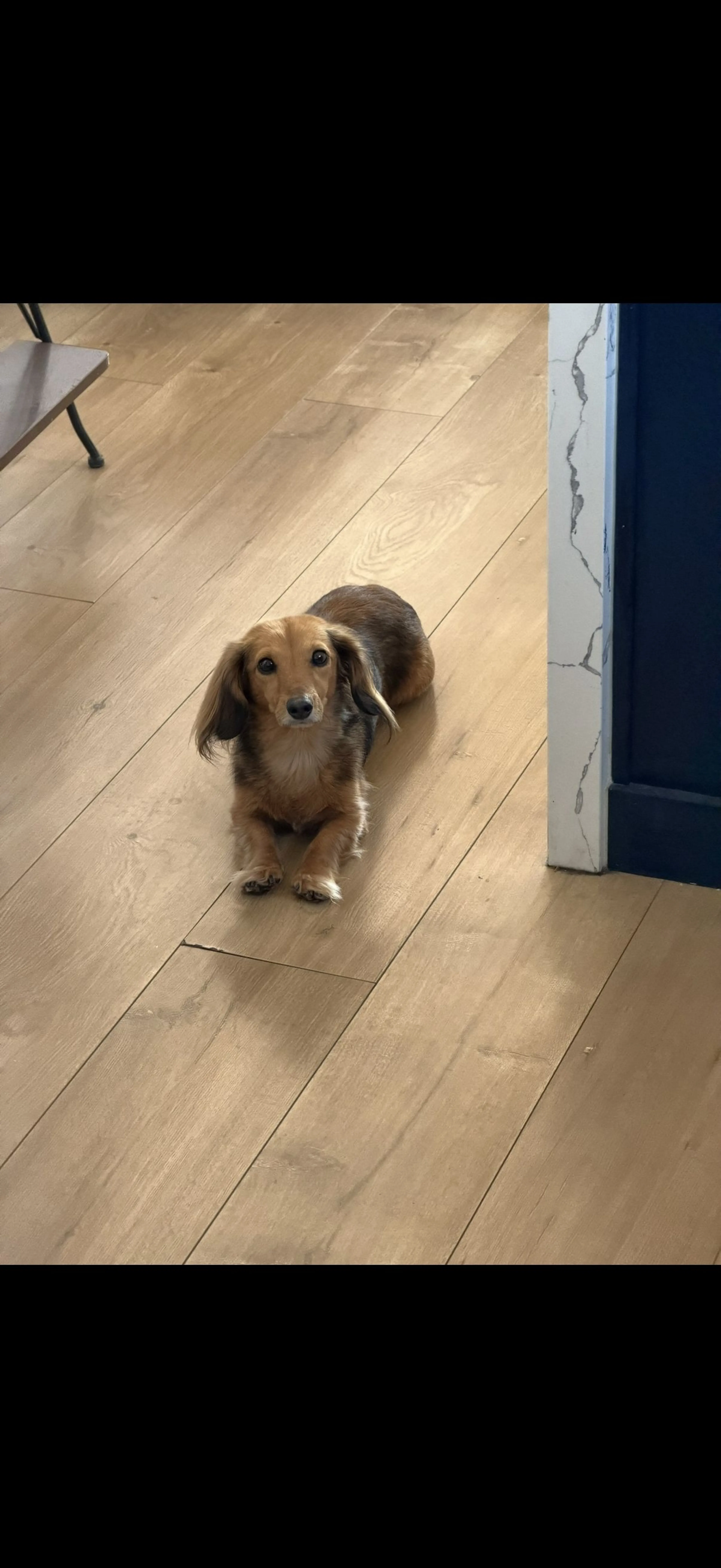 Lost pet-2