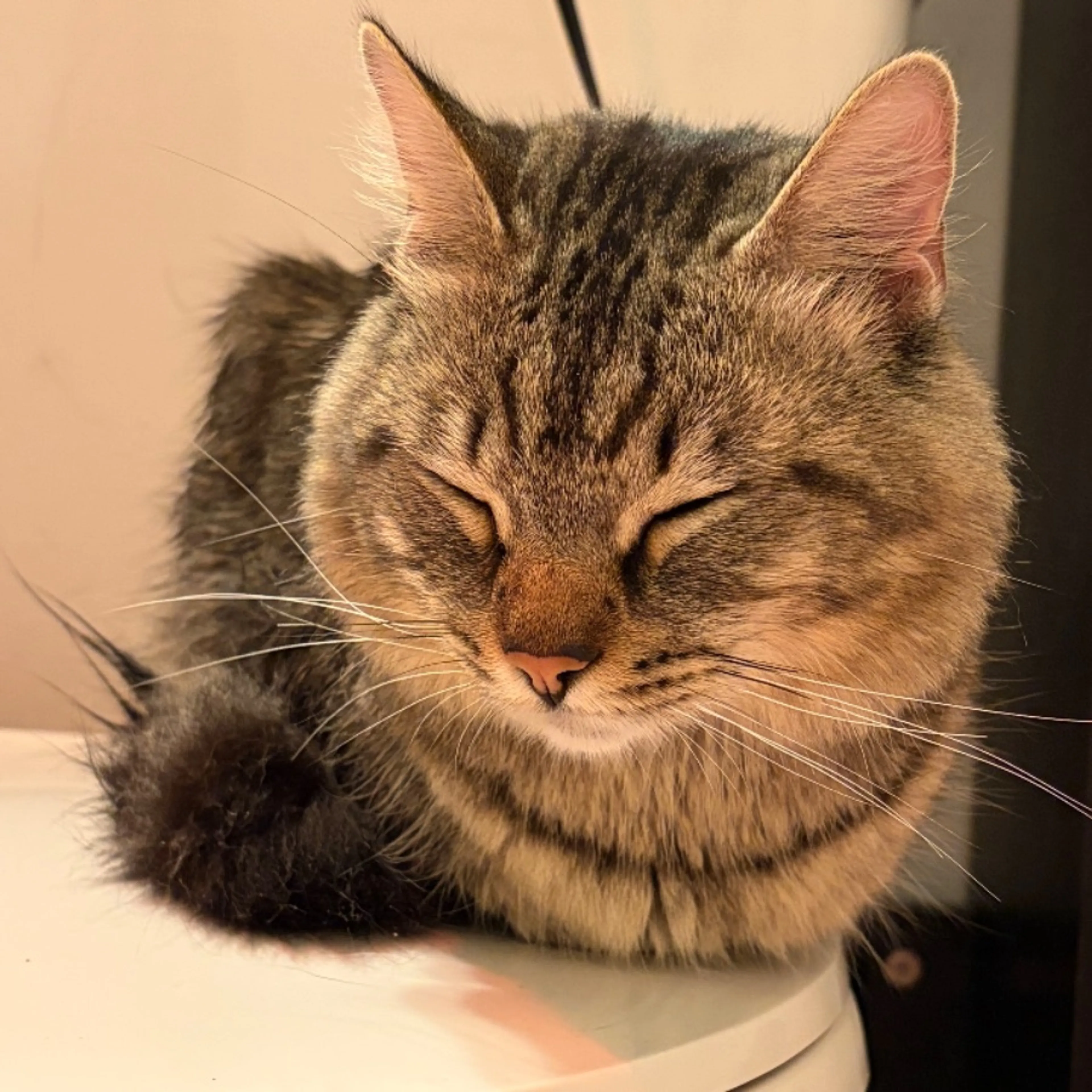 Found pet-0