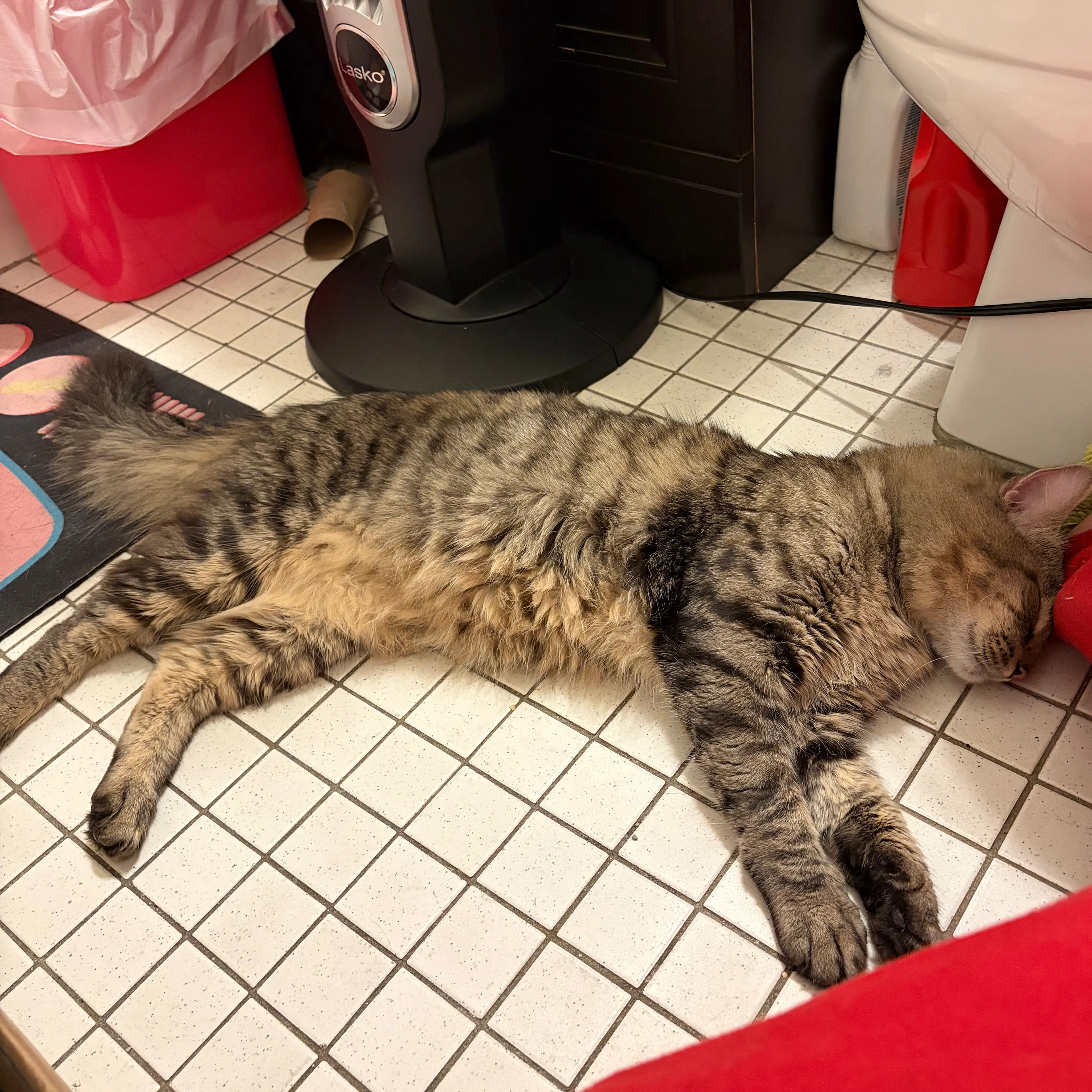 Found pet-1
