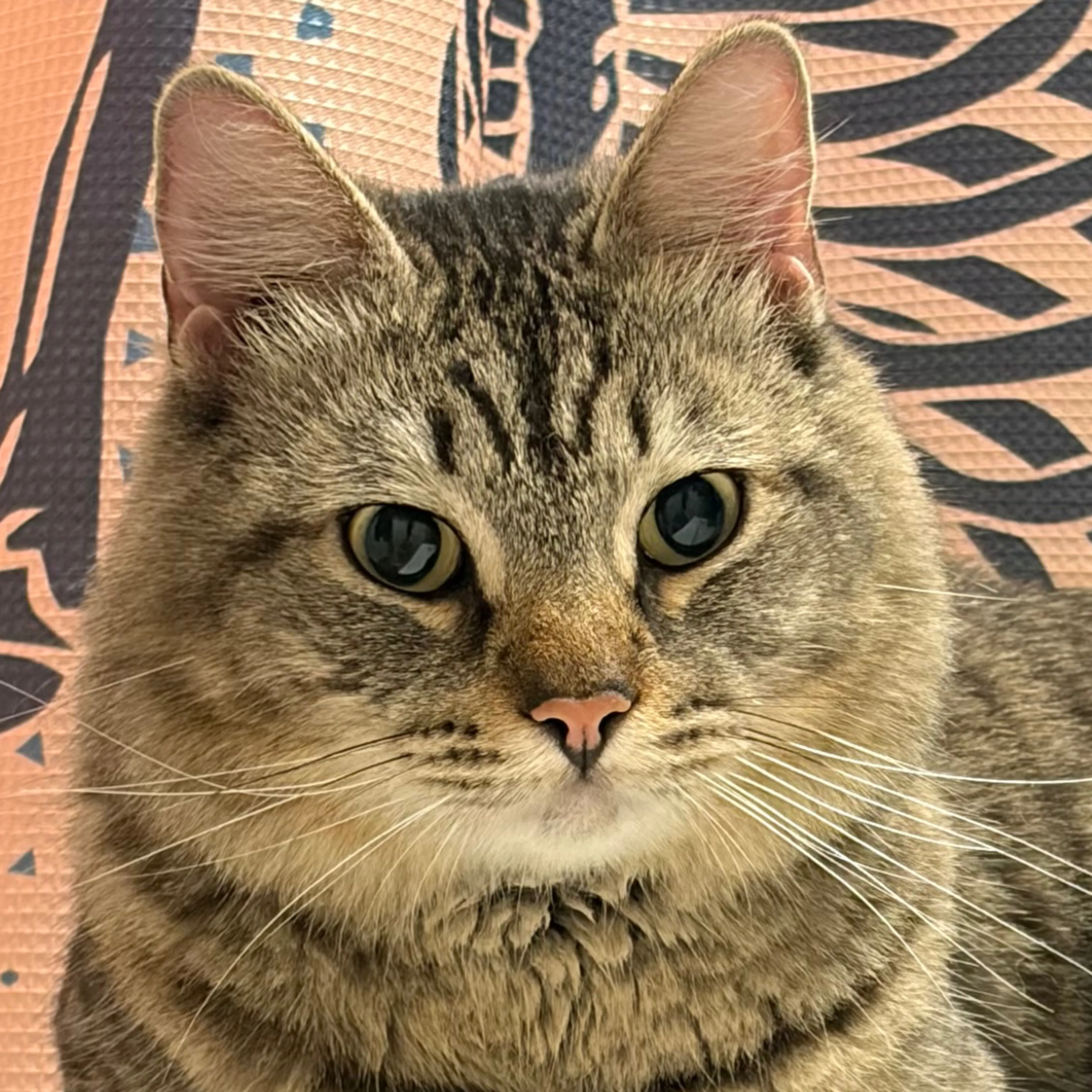 Found pet-2