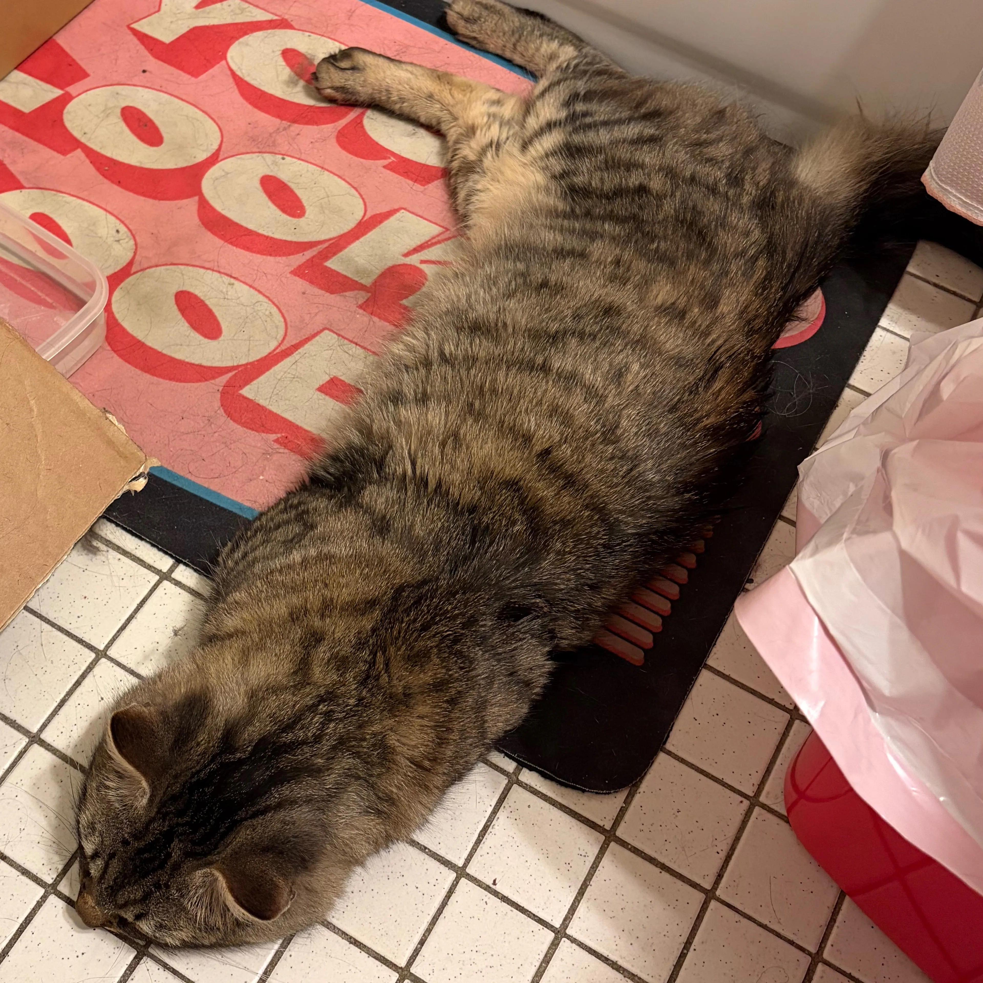 Found pet-3