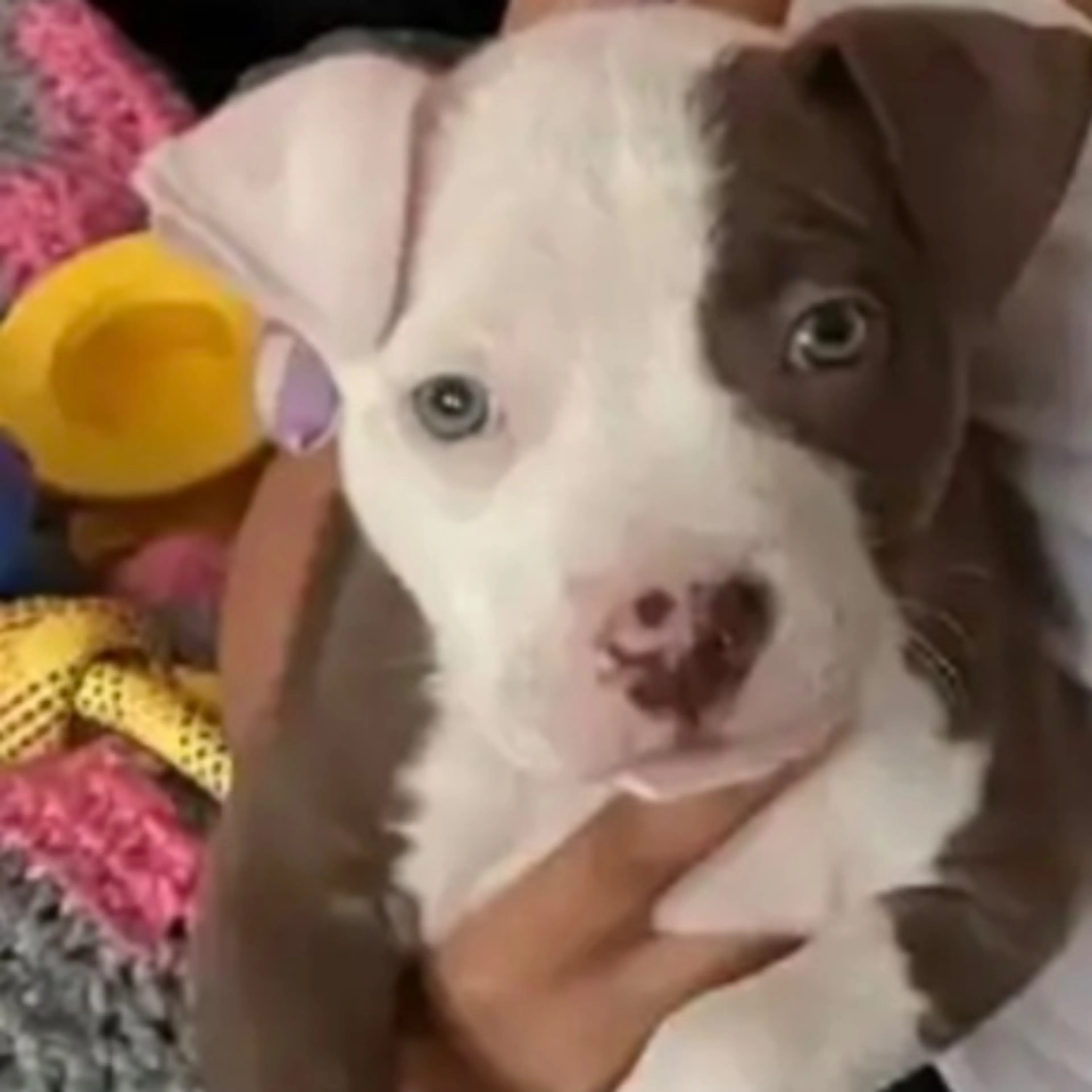Lost pet