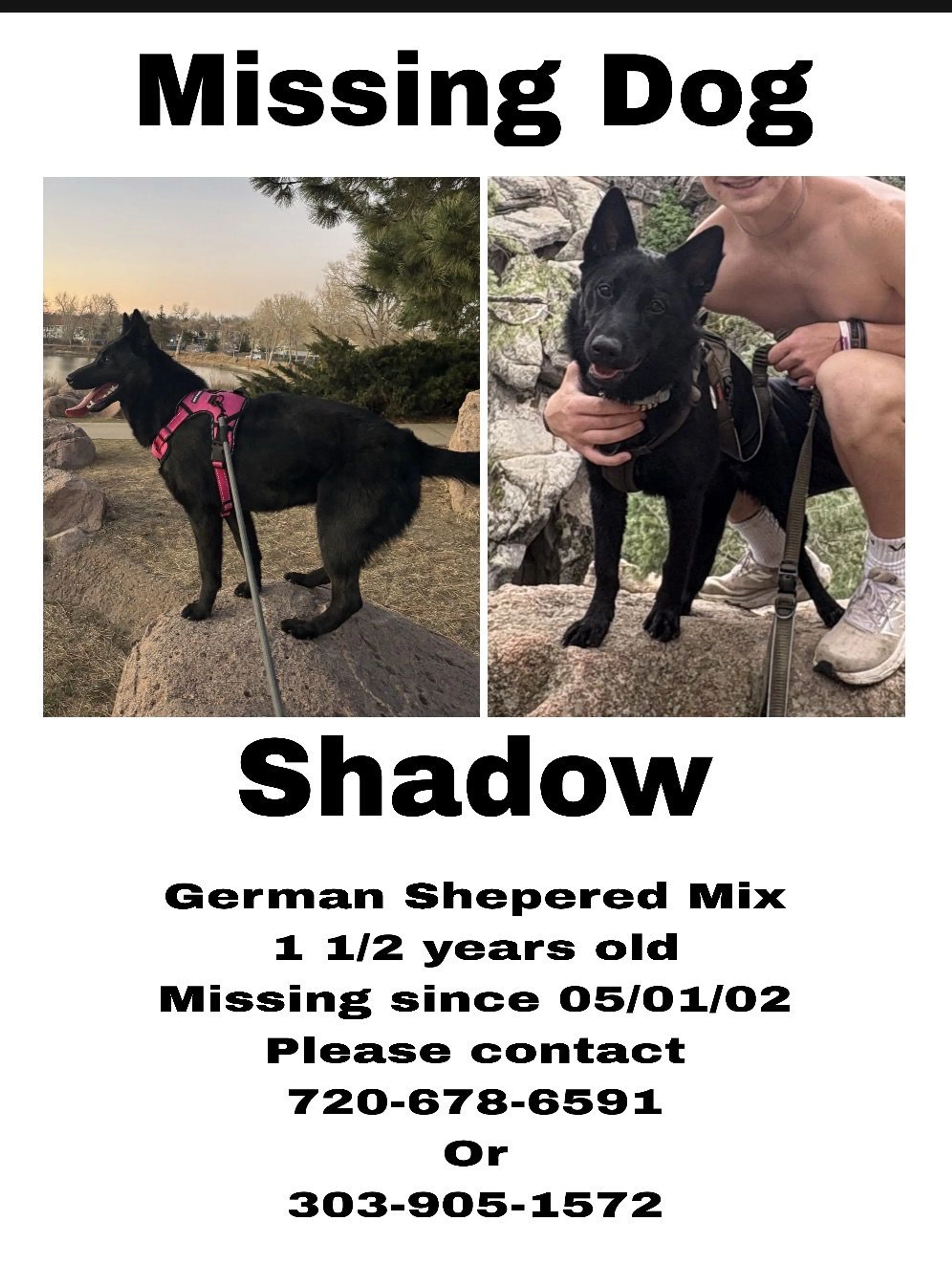 Lost pet