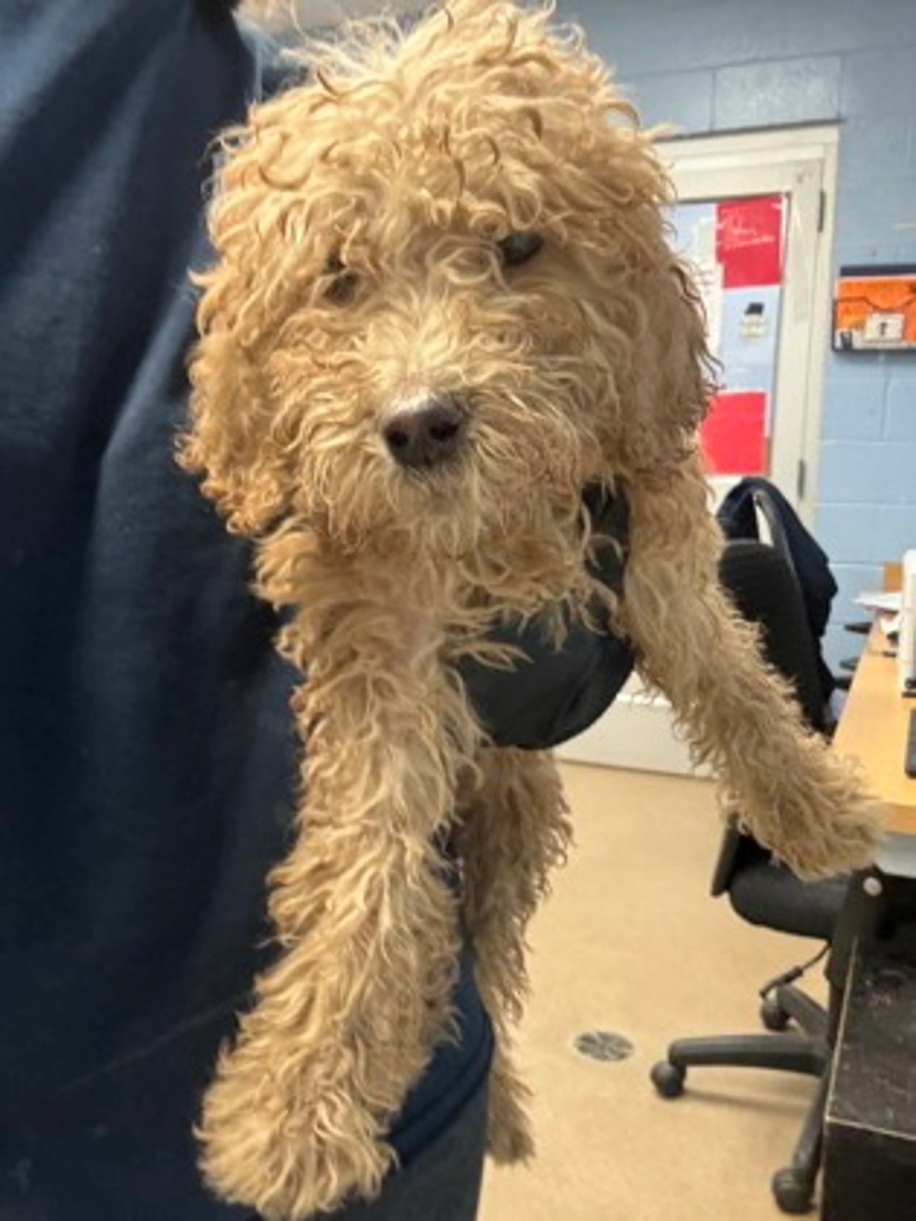 Found pet