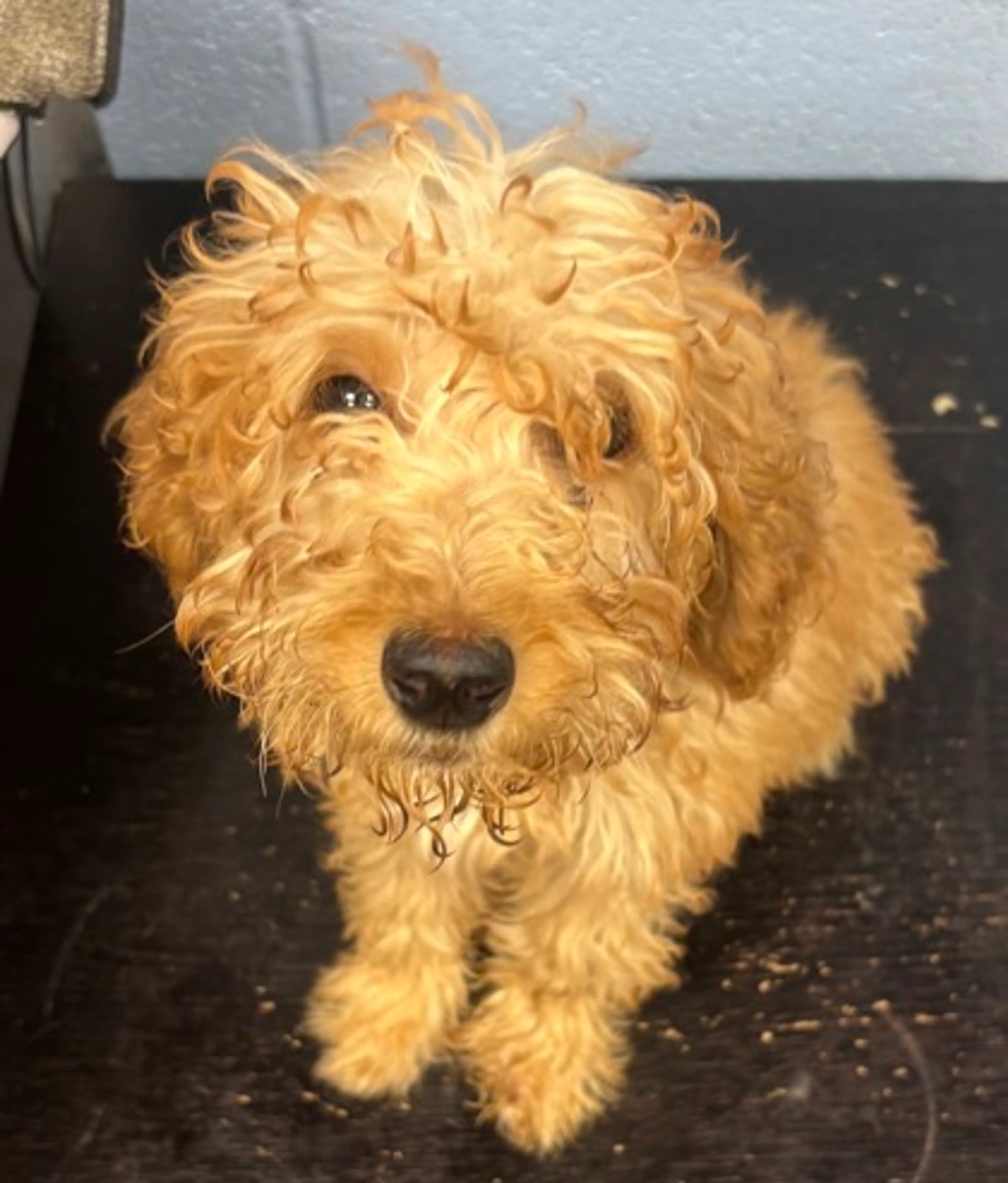 Found pet