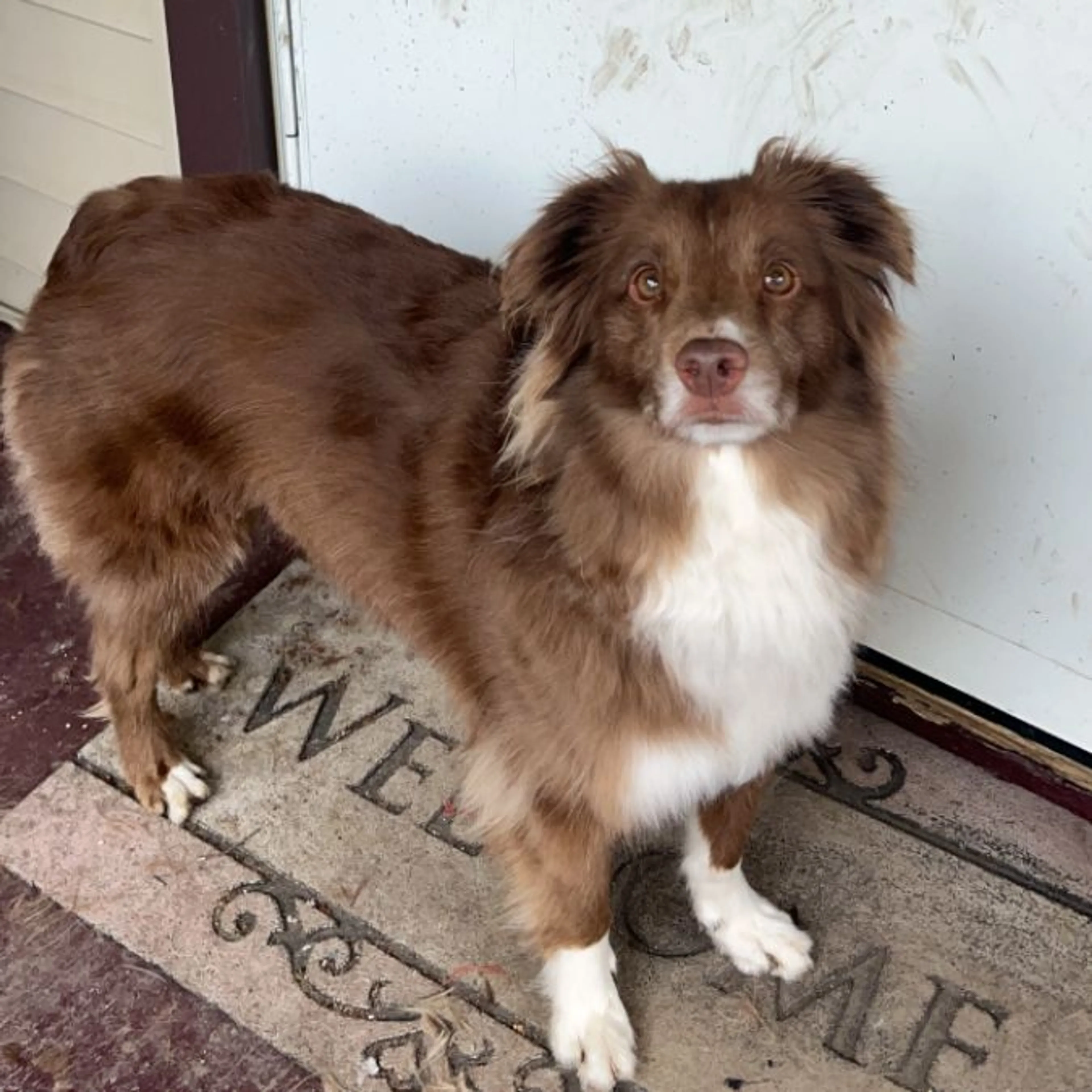 Lost pet