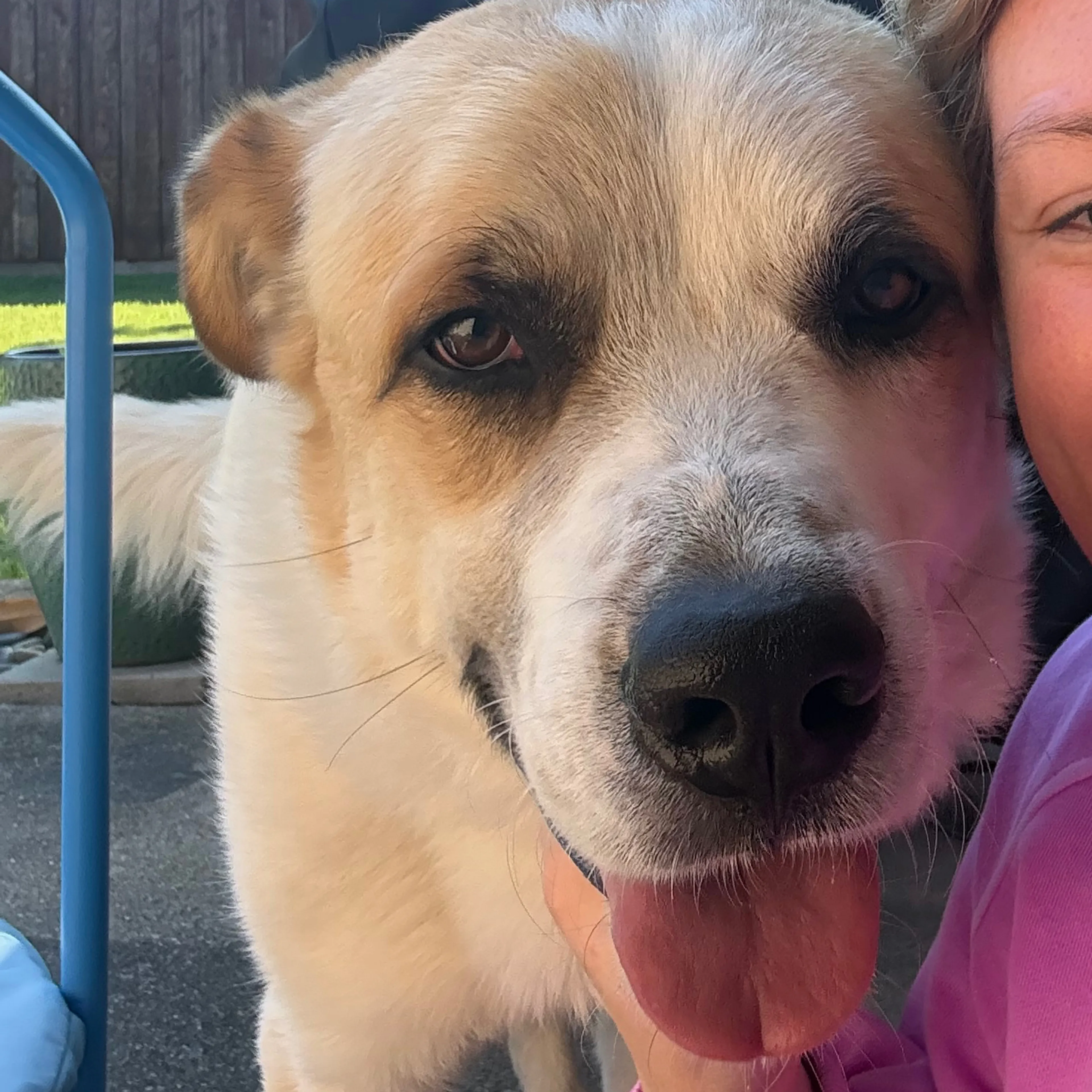 Found pet-2