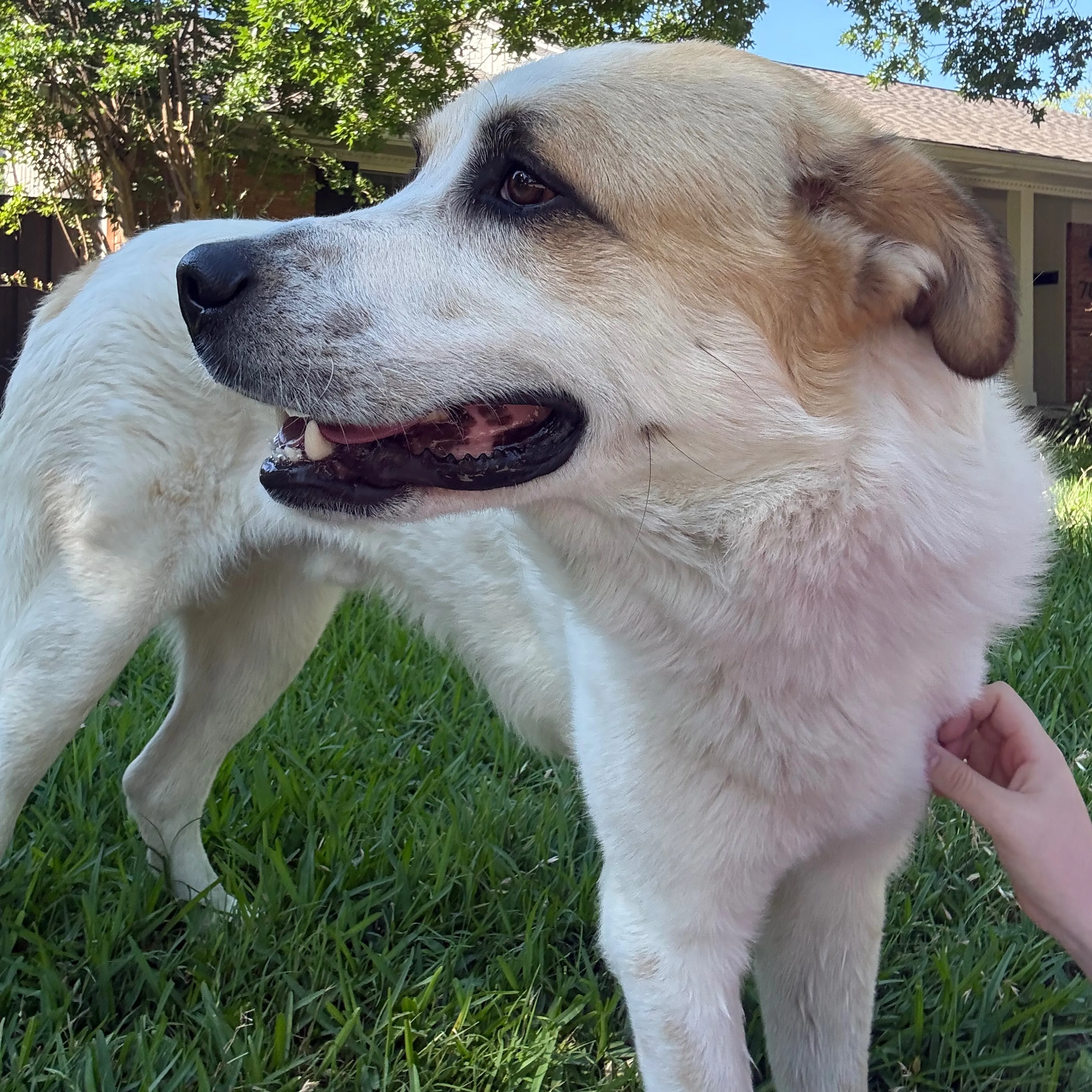 Found pet-1