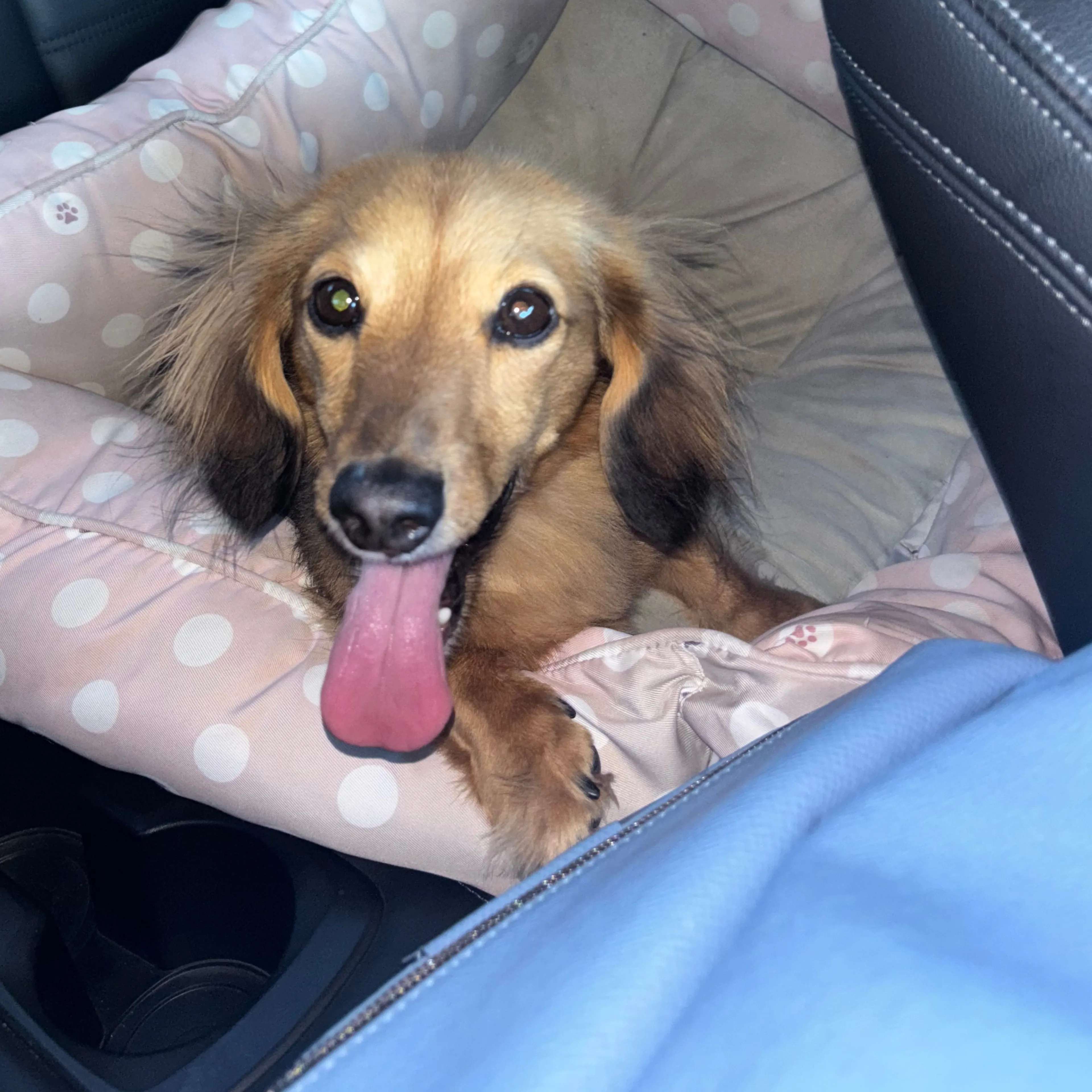 Lost pet-1