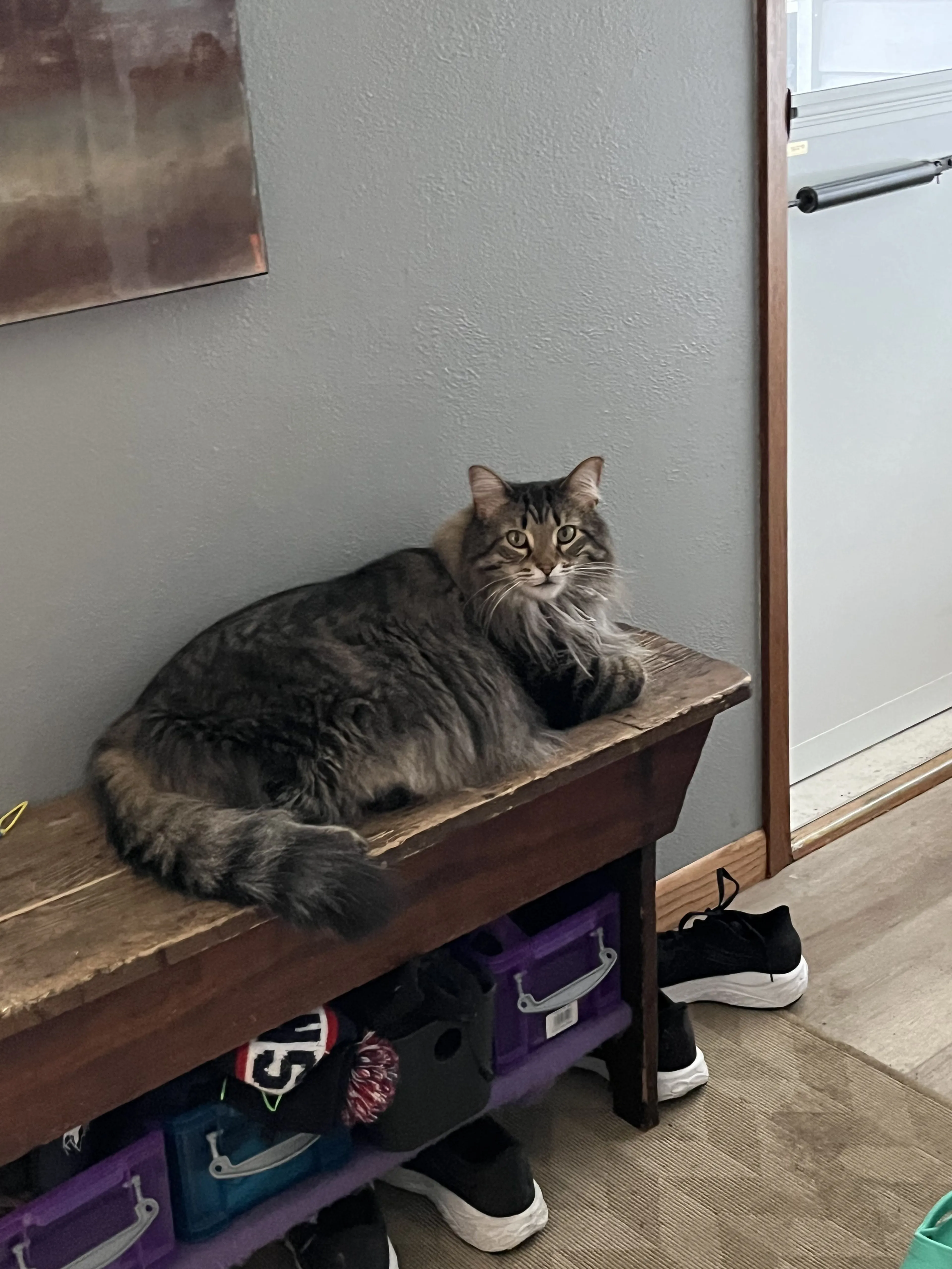 Lost pet