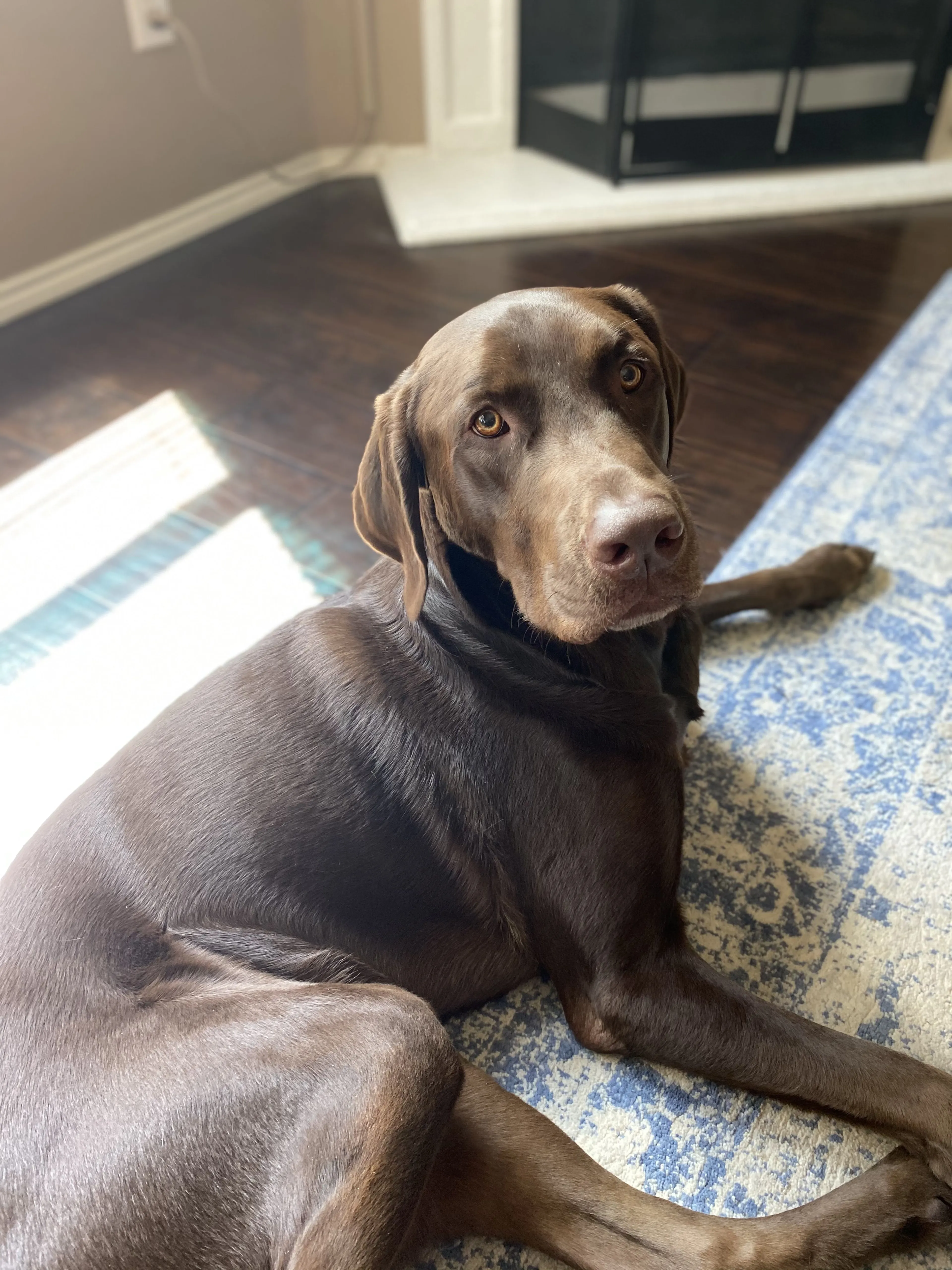 Lost pet-1