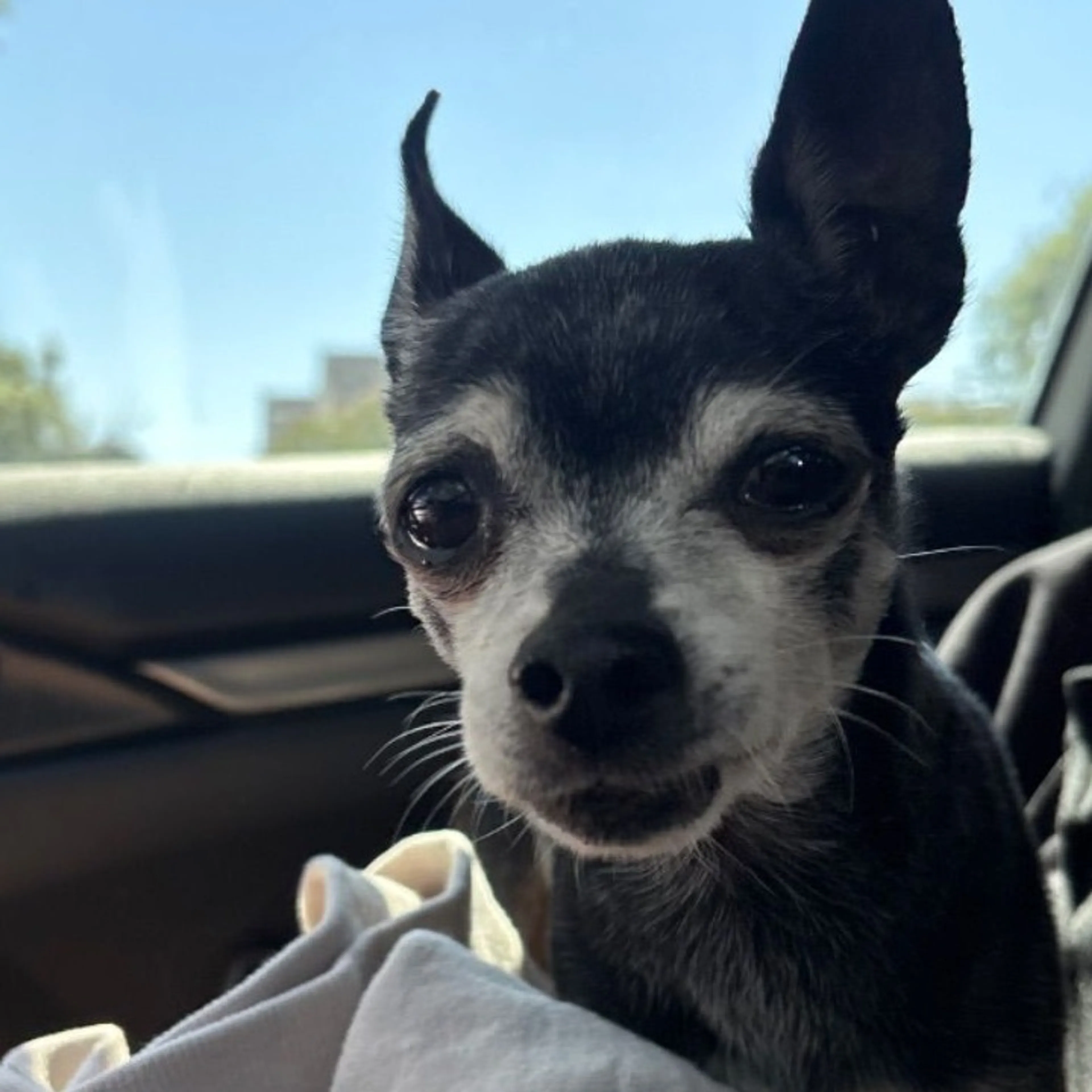Found pet