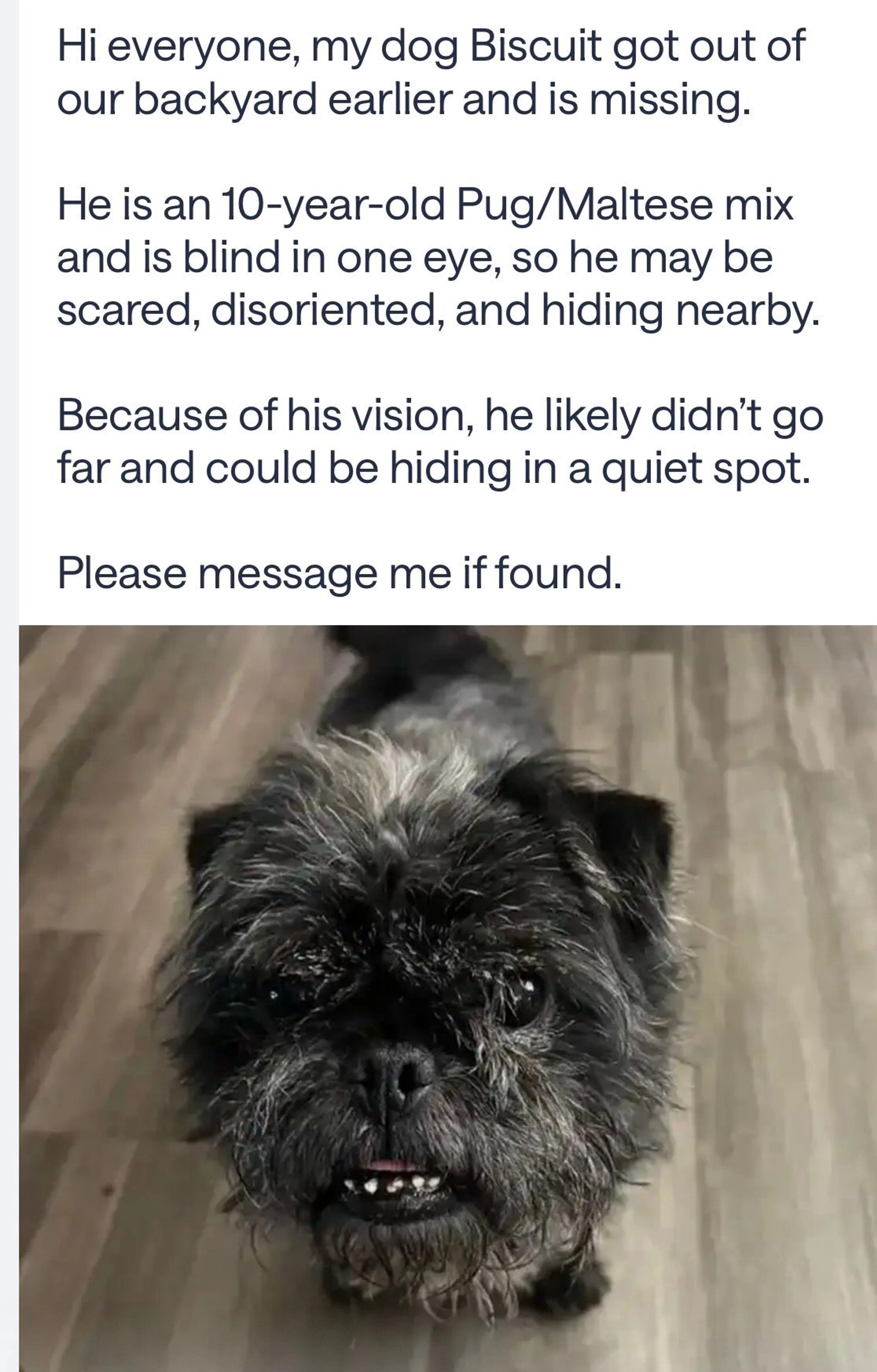 Lost pet