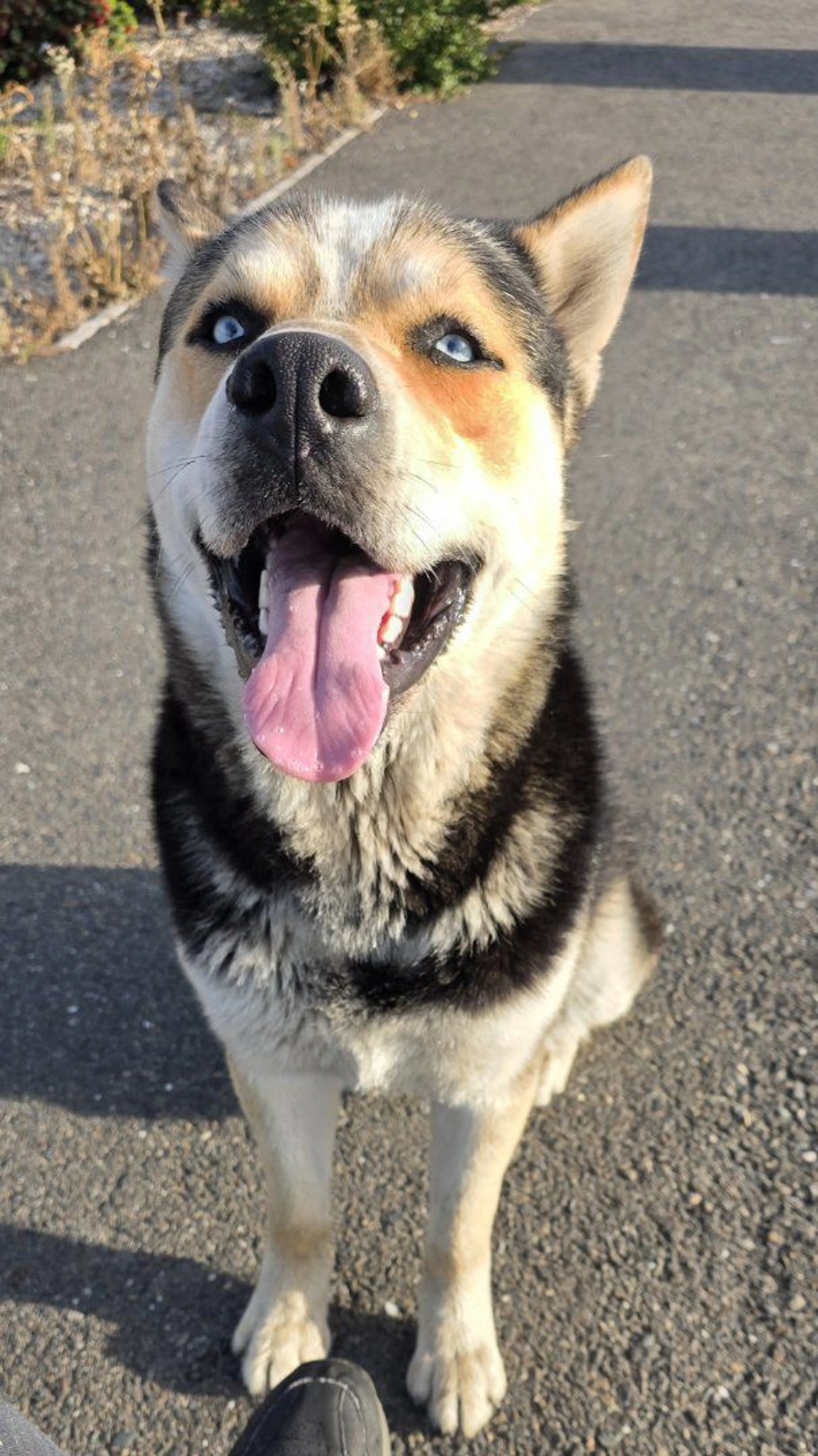 Lost pet