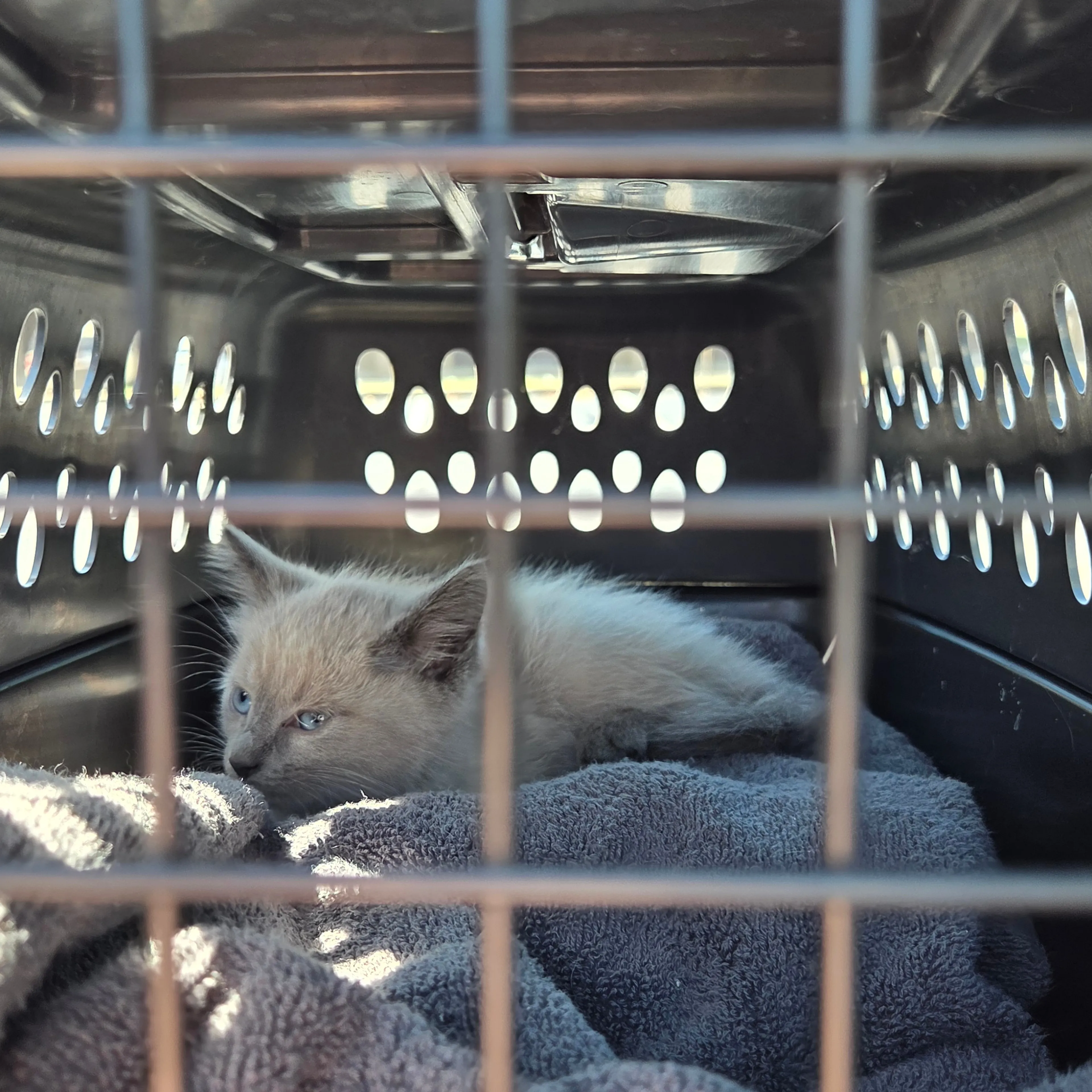 Found pet-1