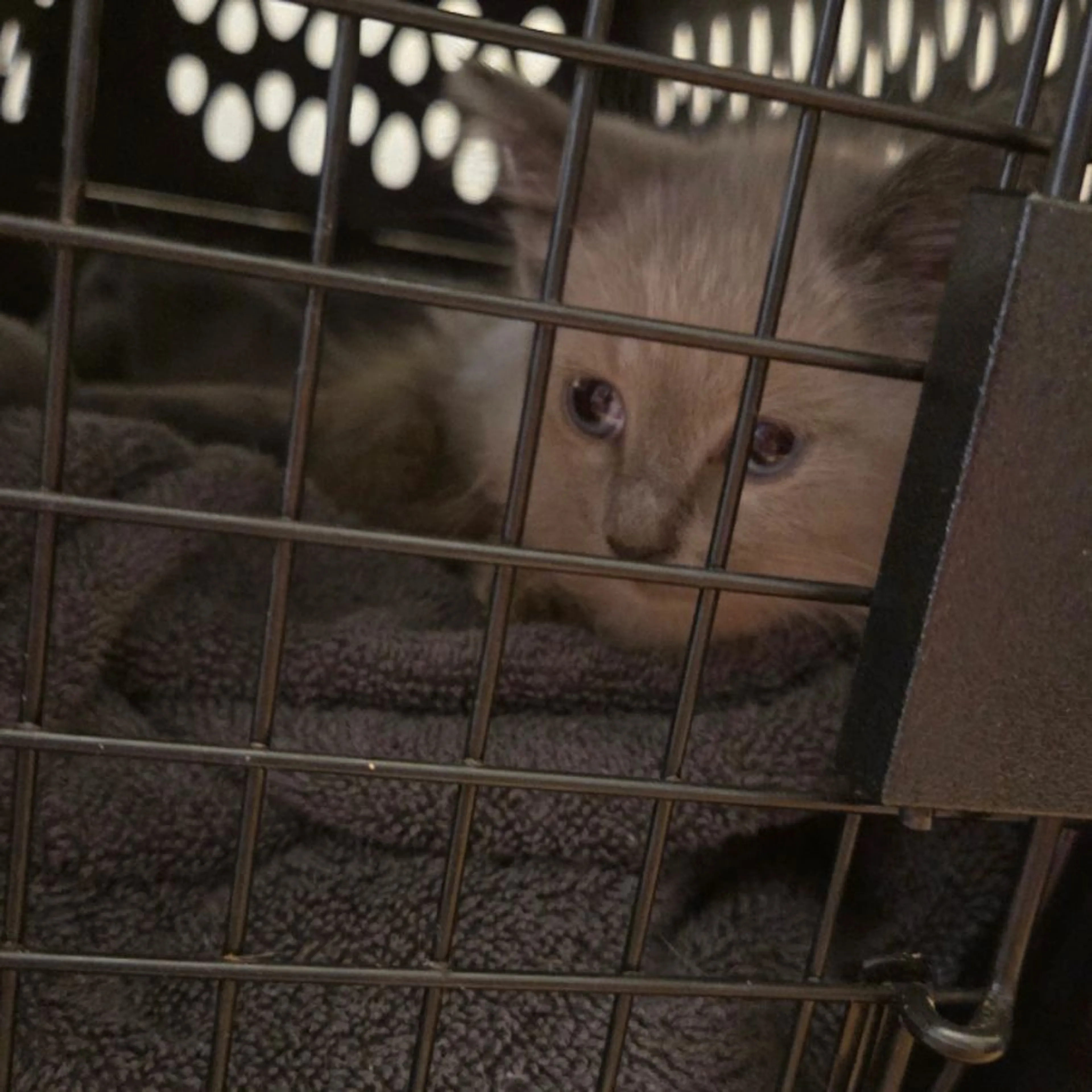 Found pet-0
