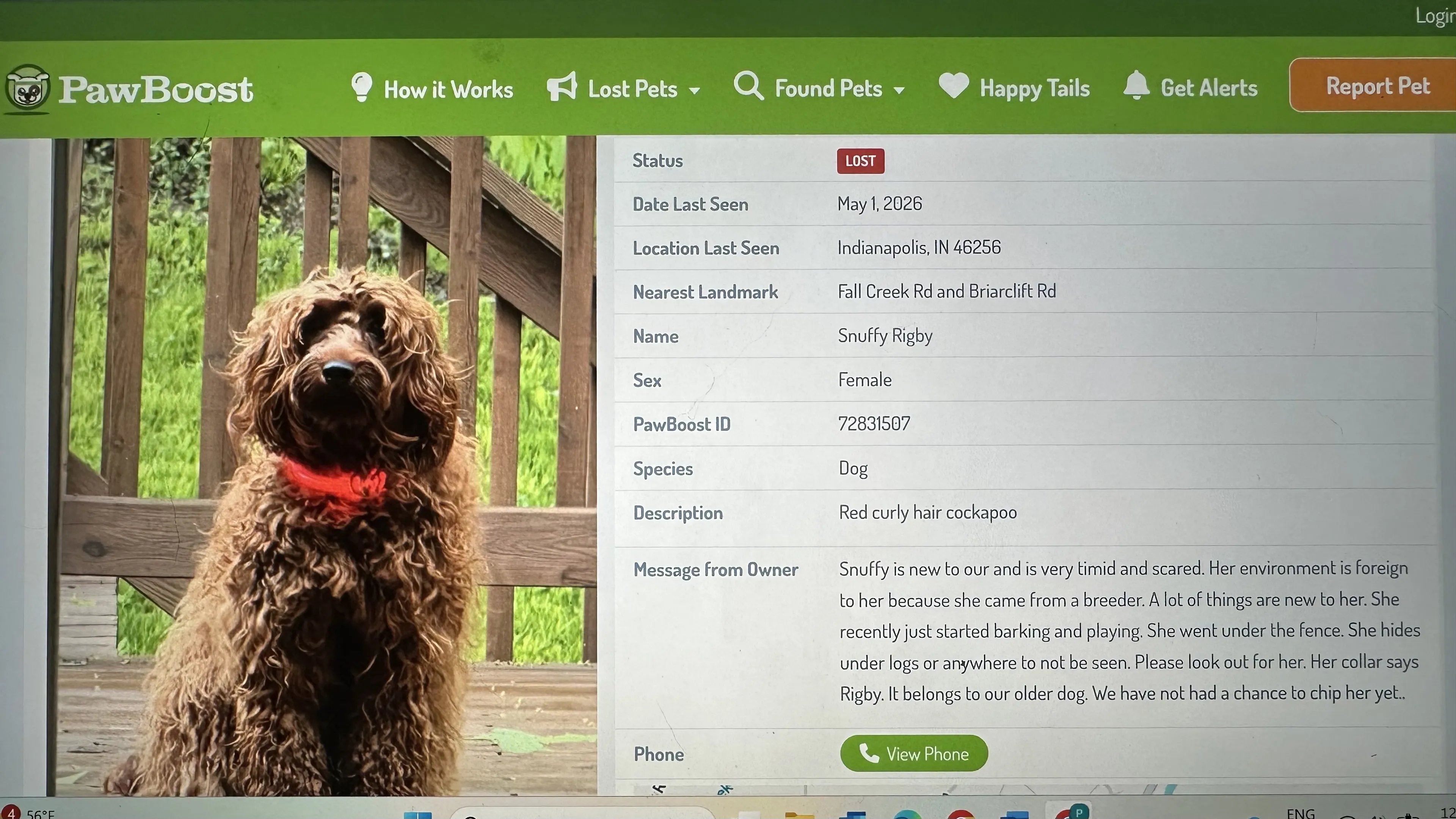 Lost pet